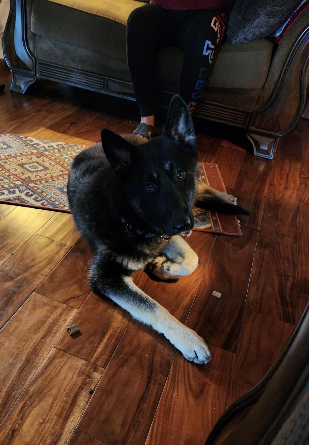 Enlarge INCA, a Adopted mixed breed in Los Angeles, CA image 2/4