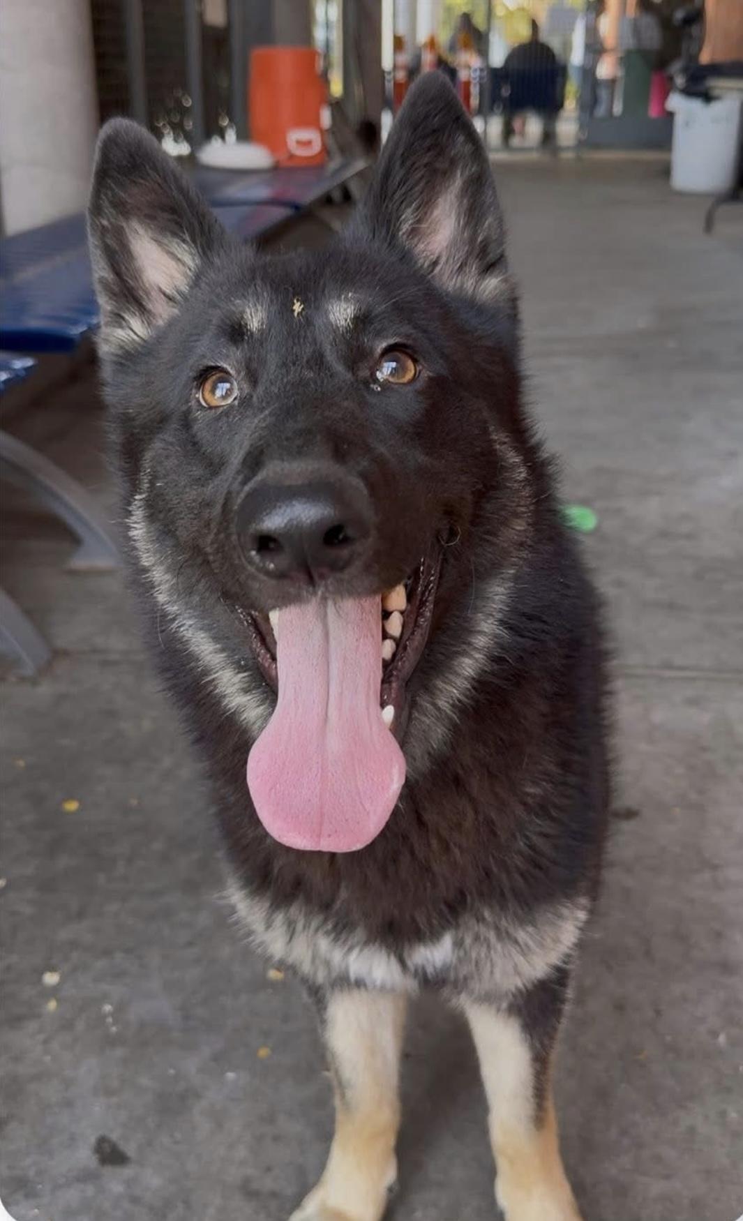 INCA, Adopted, Young Female German Shepherd Dog.