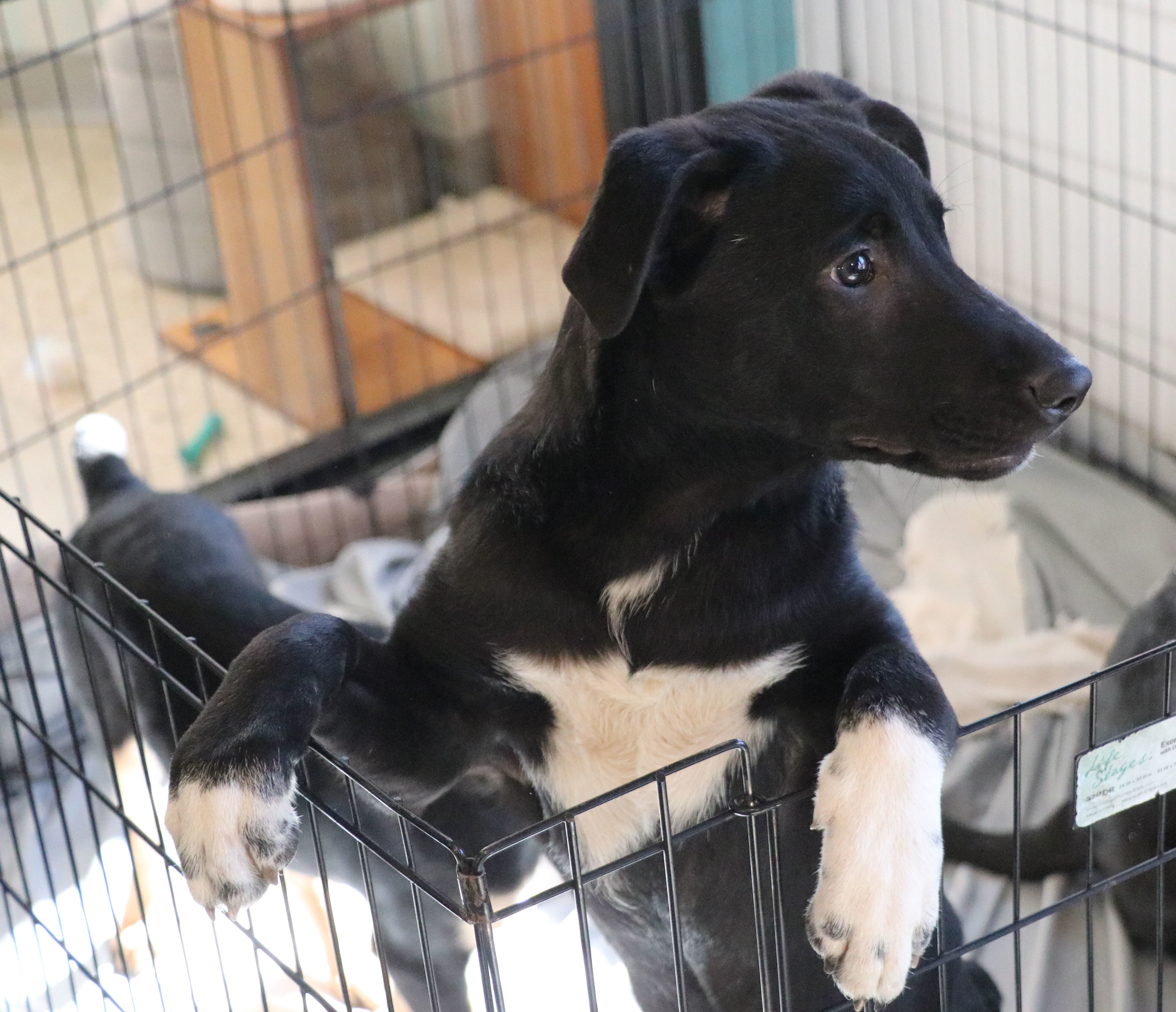 Enlarge Huey, a Adoptable mixed breed in Pflugerville, TX image 2/6