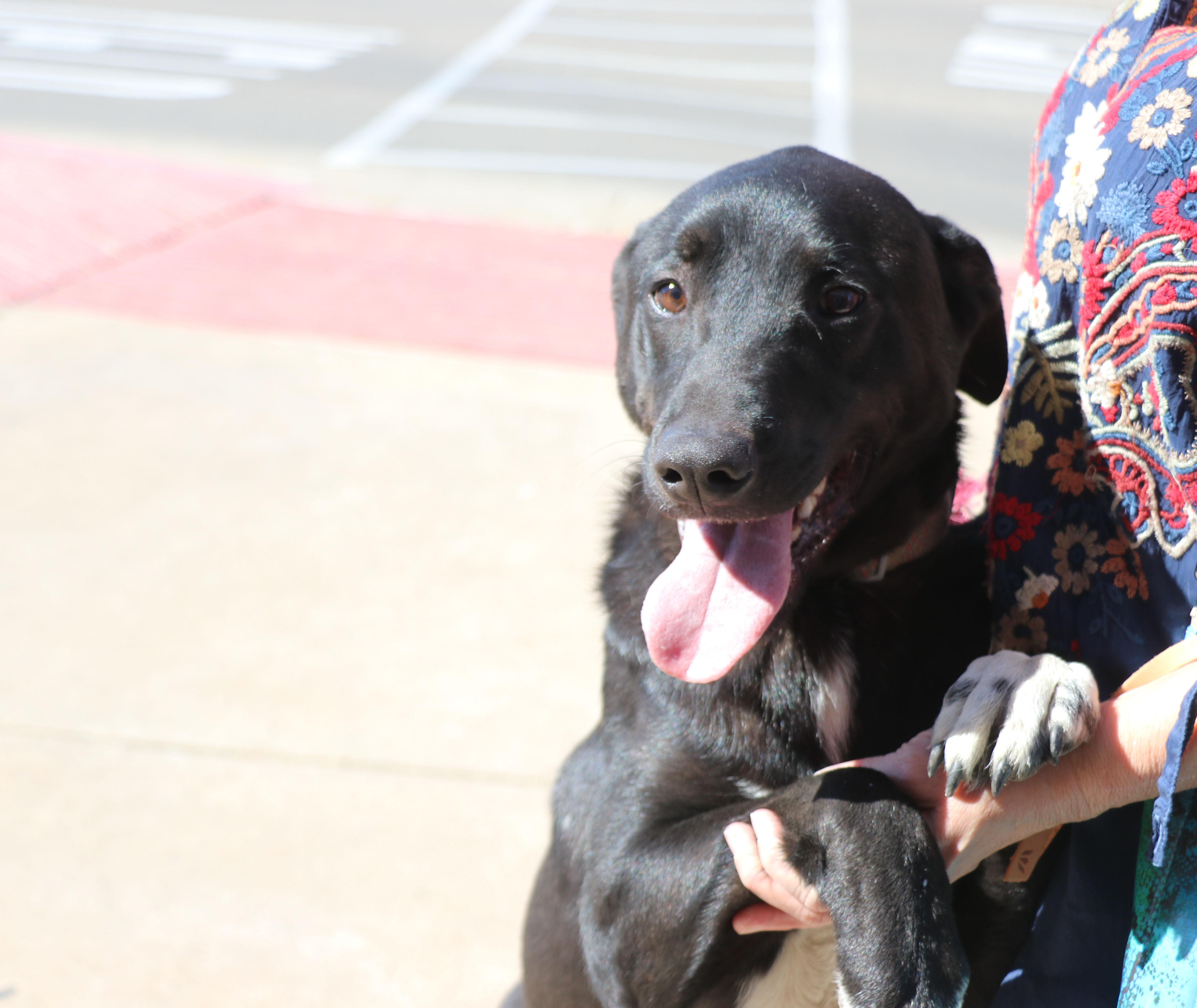 Enlarge Huey, a Adoptable mixed breed in Pflugerville, TX image 3/6