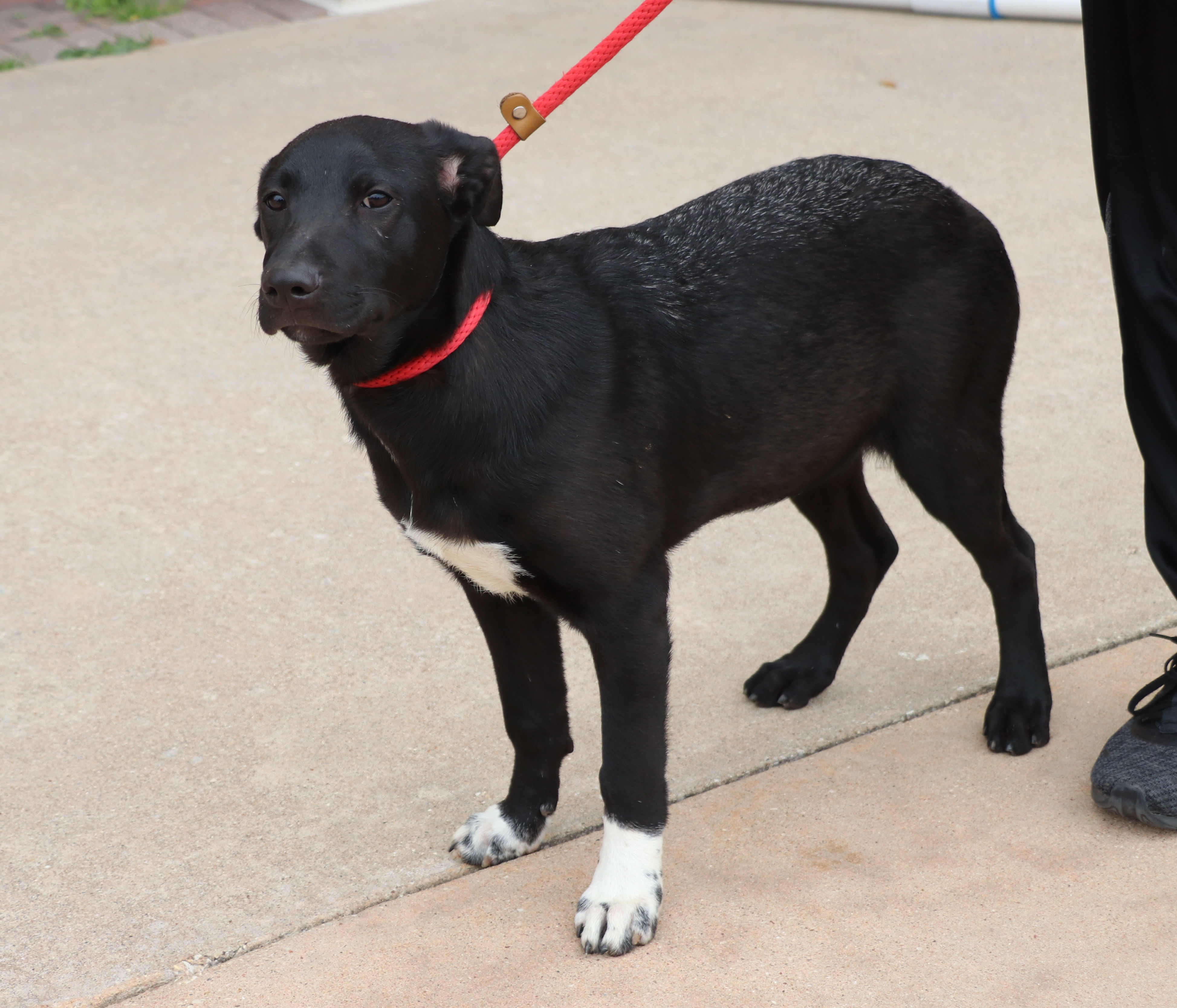 Enlarge Huey, a Adoptable mixed breed in Pflugerville, TX image 3/6
