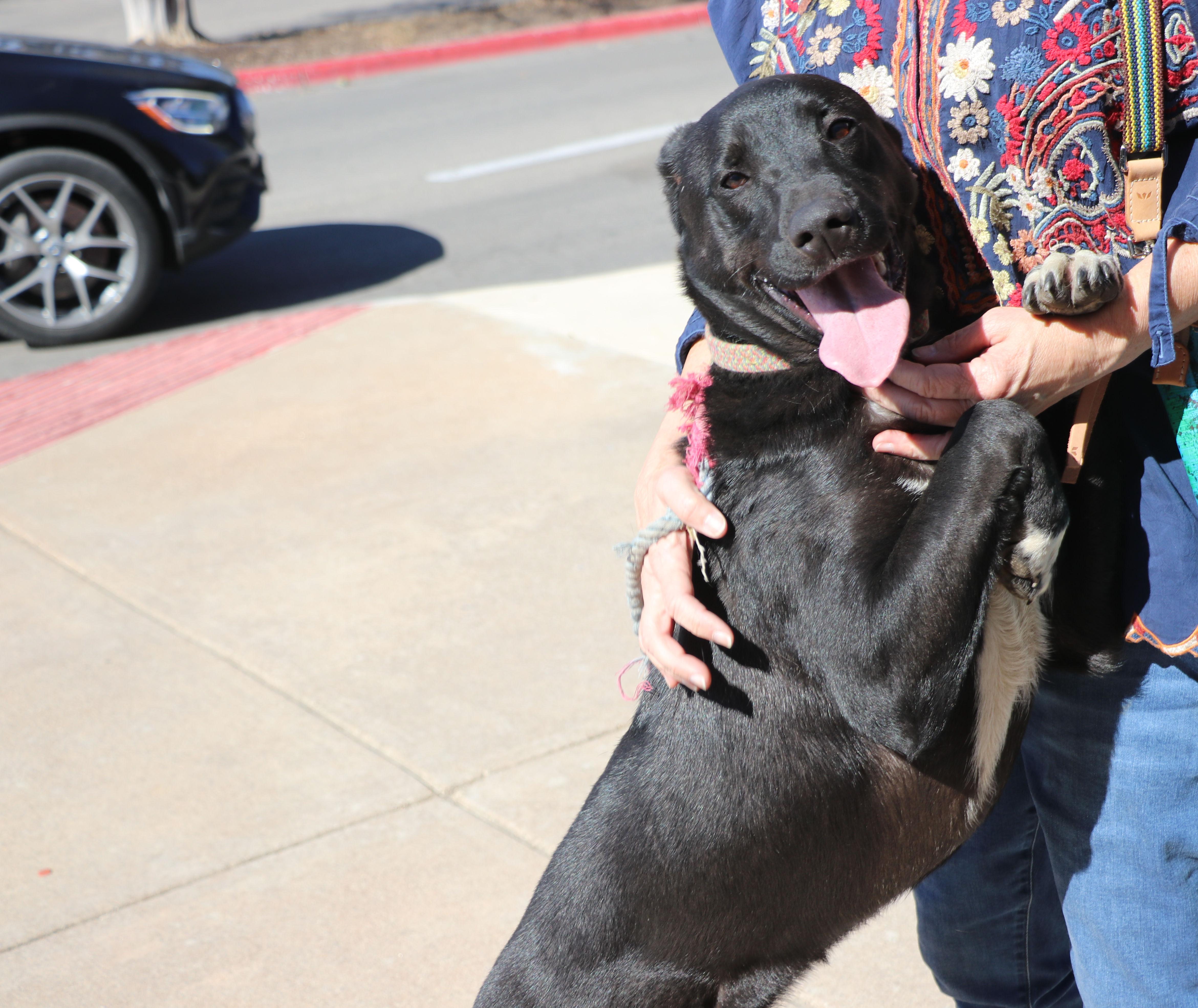 Huey, Adoptable, Young Male Labrador Retriever.