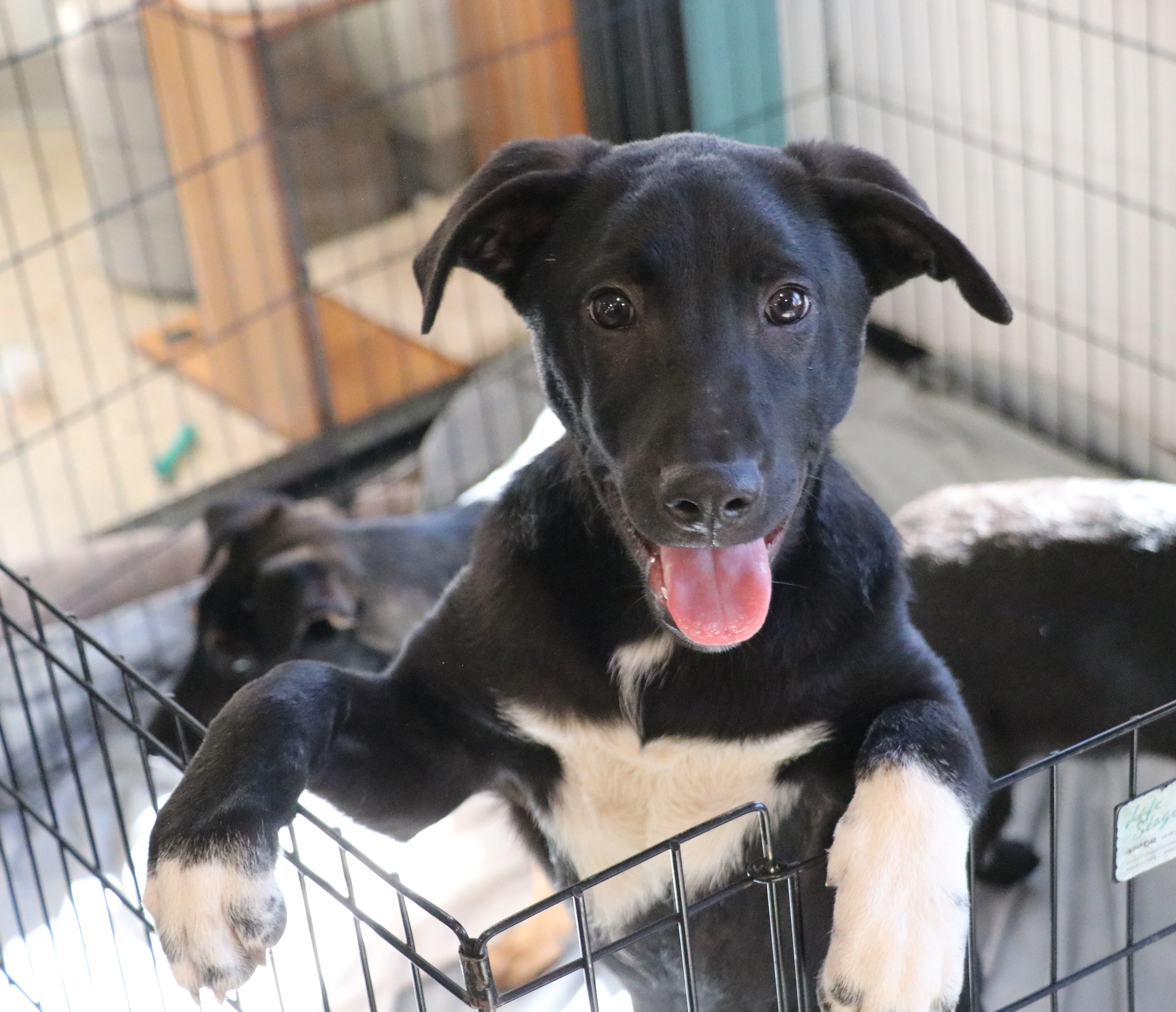 Huey, Adoptable, Young Male Labrador Retriever.