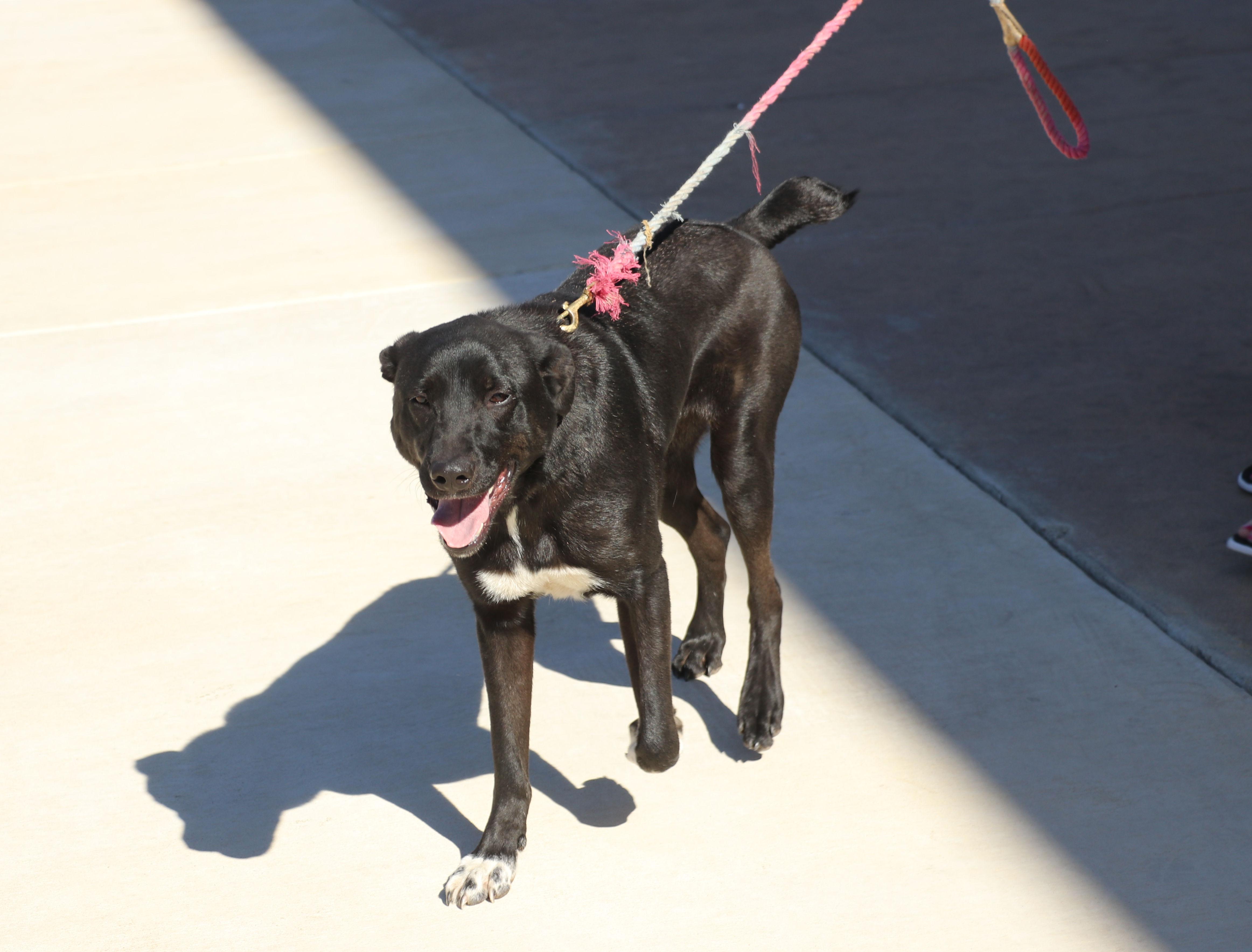Enlarge Huey, a Adoptable mixed breed in Pflugerville, TX image 2/6