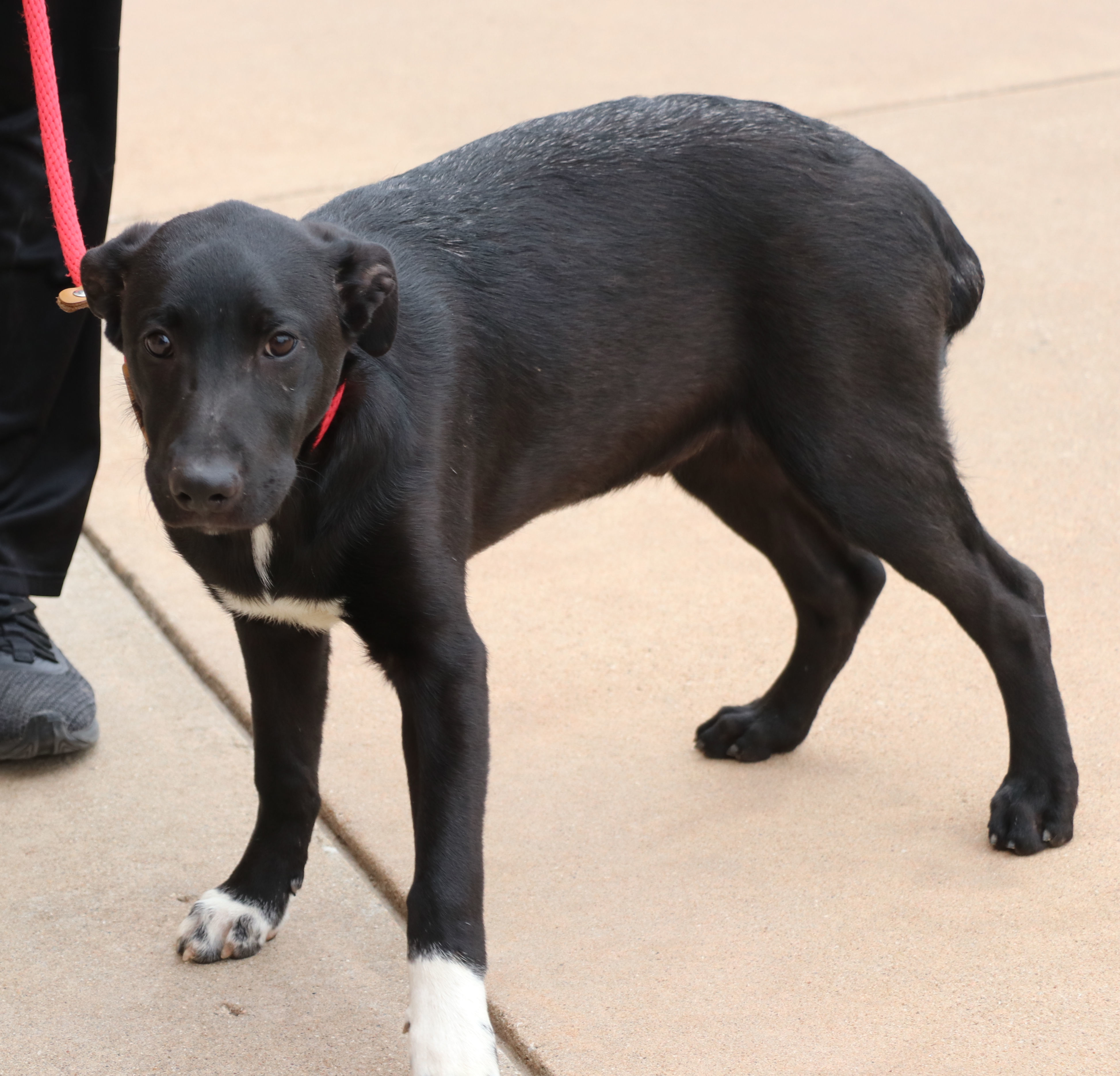 Enlarge Huey, a Adoptable mixed breed in Pflugerville, TX image 4/6
