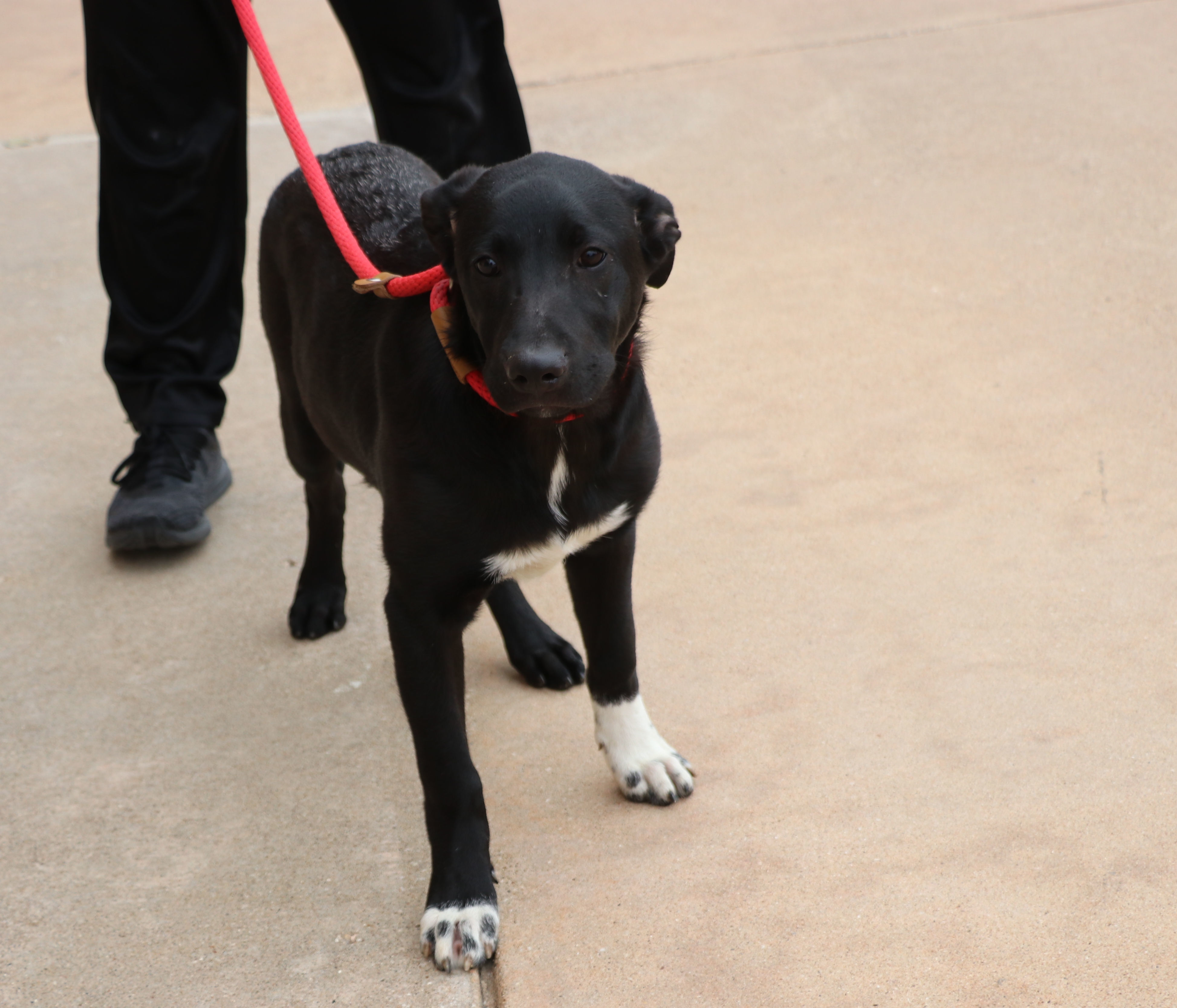 Enlarge Huey, a Adoptable mixed breed in Pflugerville, TX image 5/6