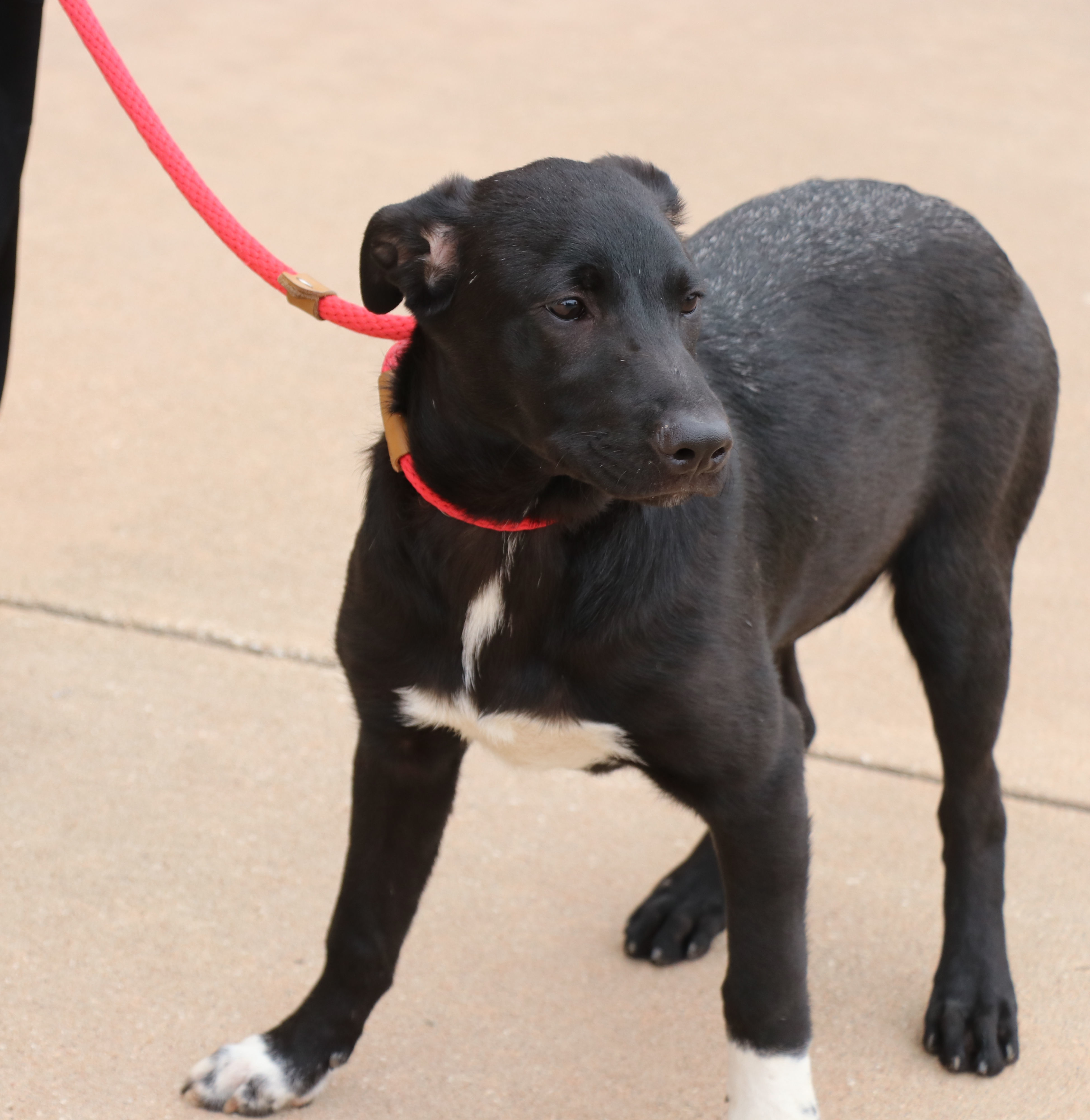 Enlarge Huey, a Adoptable mixed breed in Pflugerville, TX image 6/6