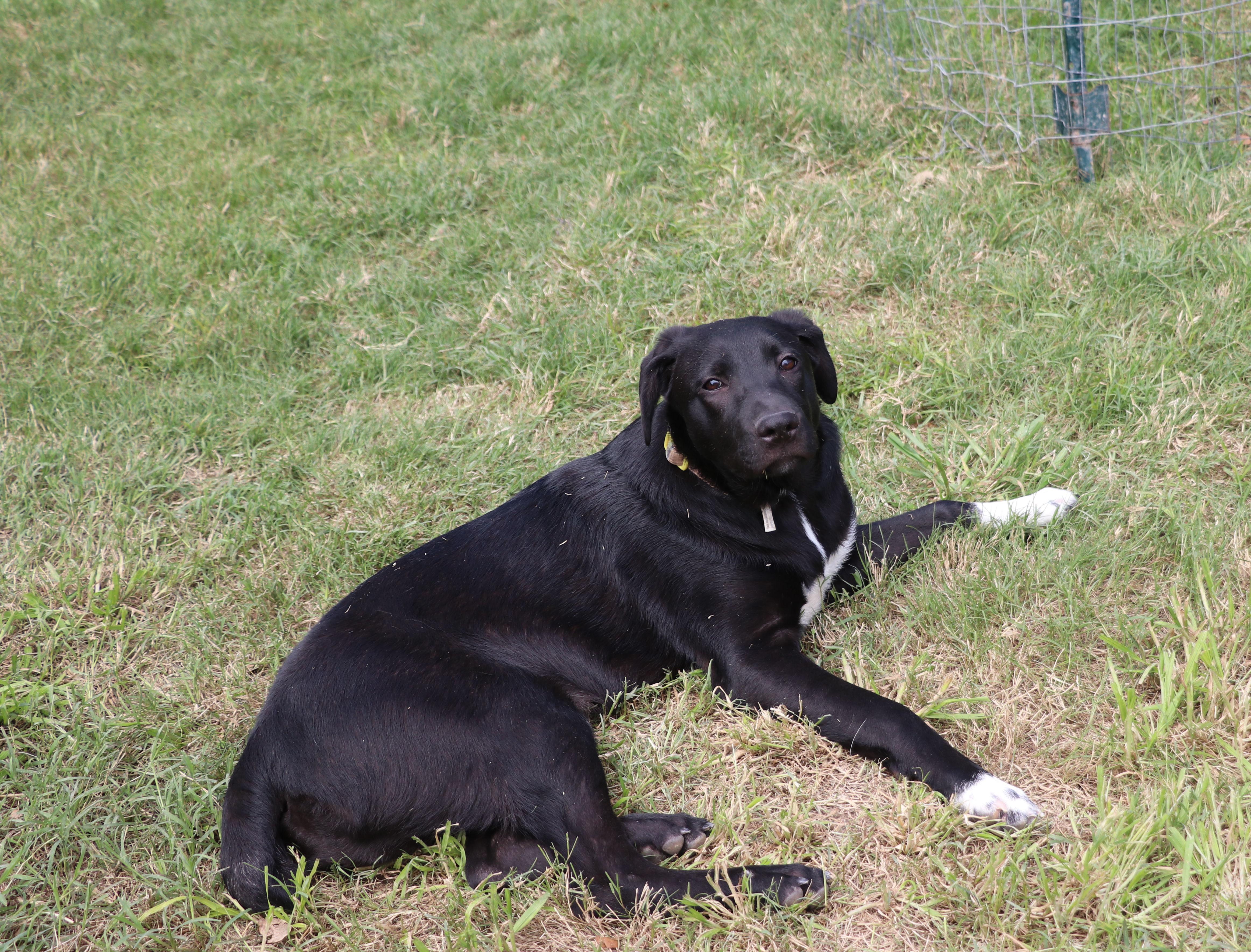 Enlarge Huey, a Adoptable mixed breed in Pflugerville, TX image 5/6