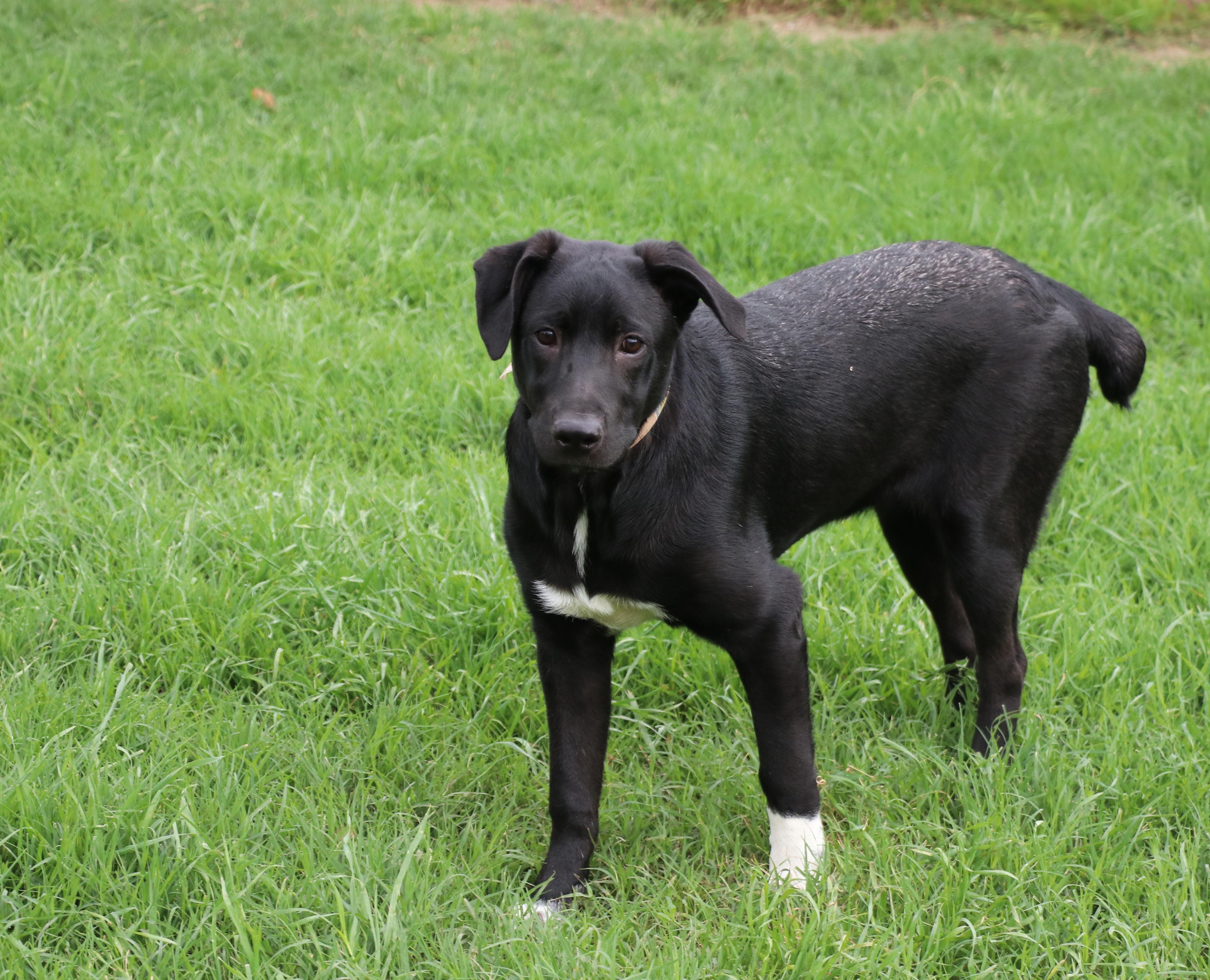 Enlarge Huey, a Adoptable mixed breed in Pflugerville, TX image 6/6