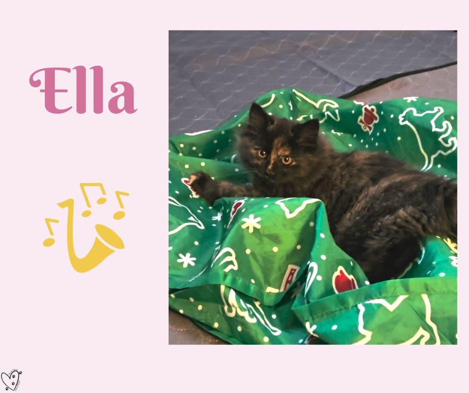 Enlarge Ella, an adopted Tortoiseshell in Trophy Club, TX image 2/2