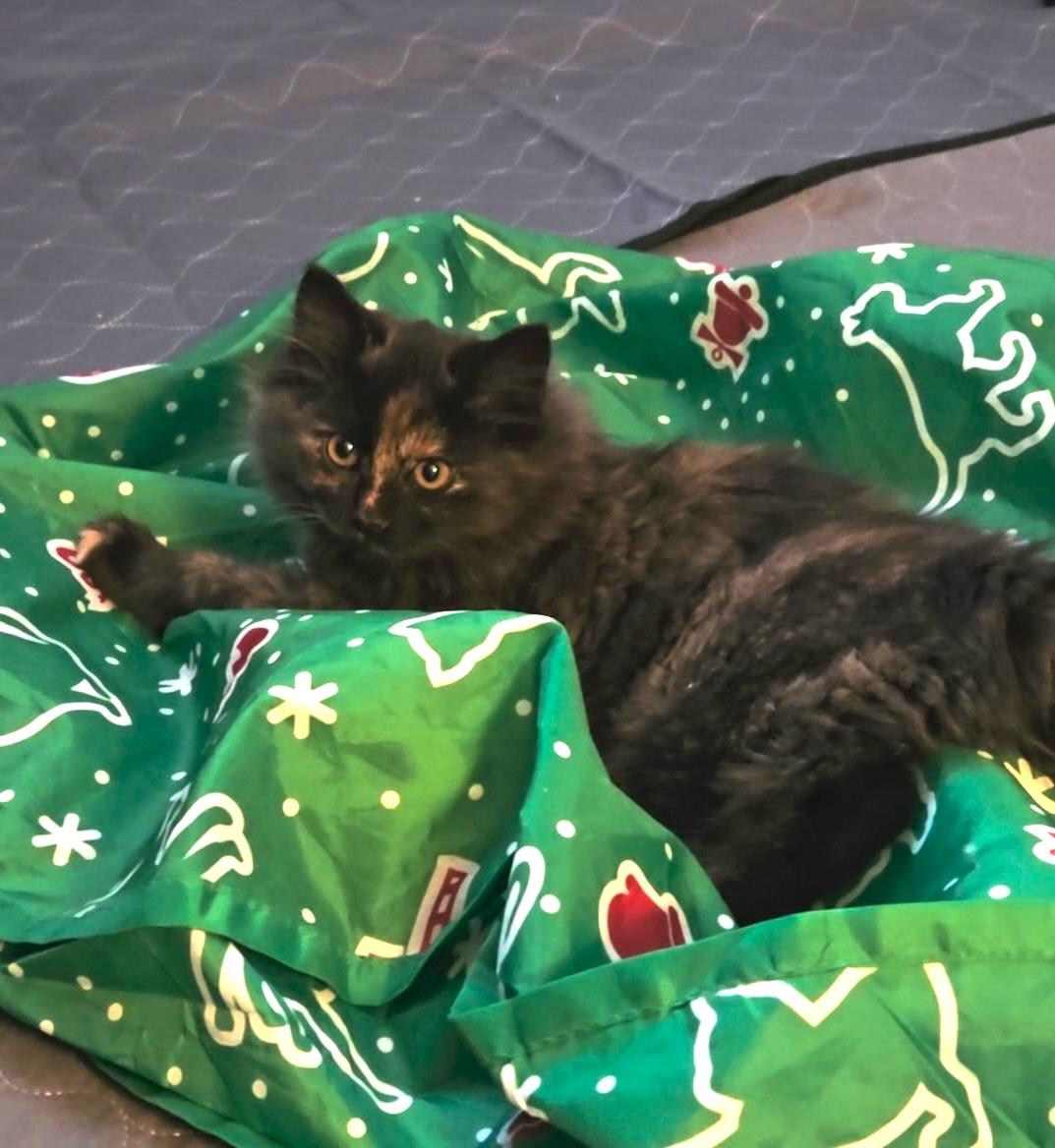 Enlarge Ella, an adopted Tortoiseshell in Trophy Club, TX image 1/2