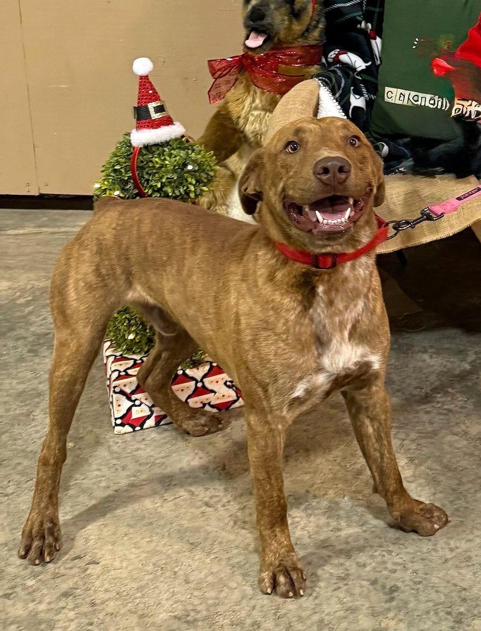 Enlarge Tucker, a Adoptable Labrador Retriever in Monticello, MS image 1/3