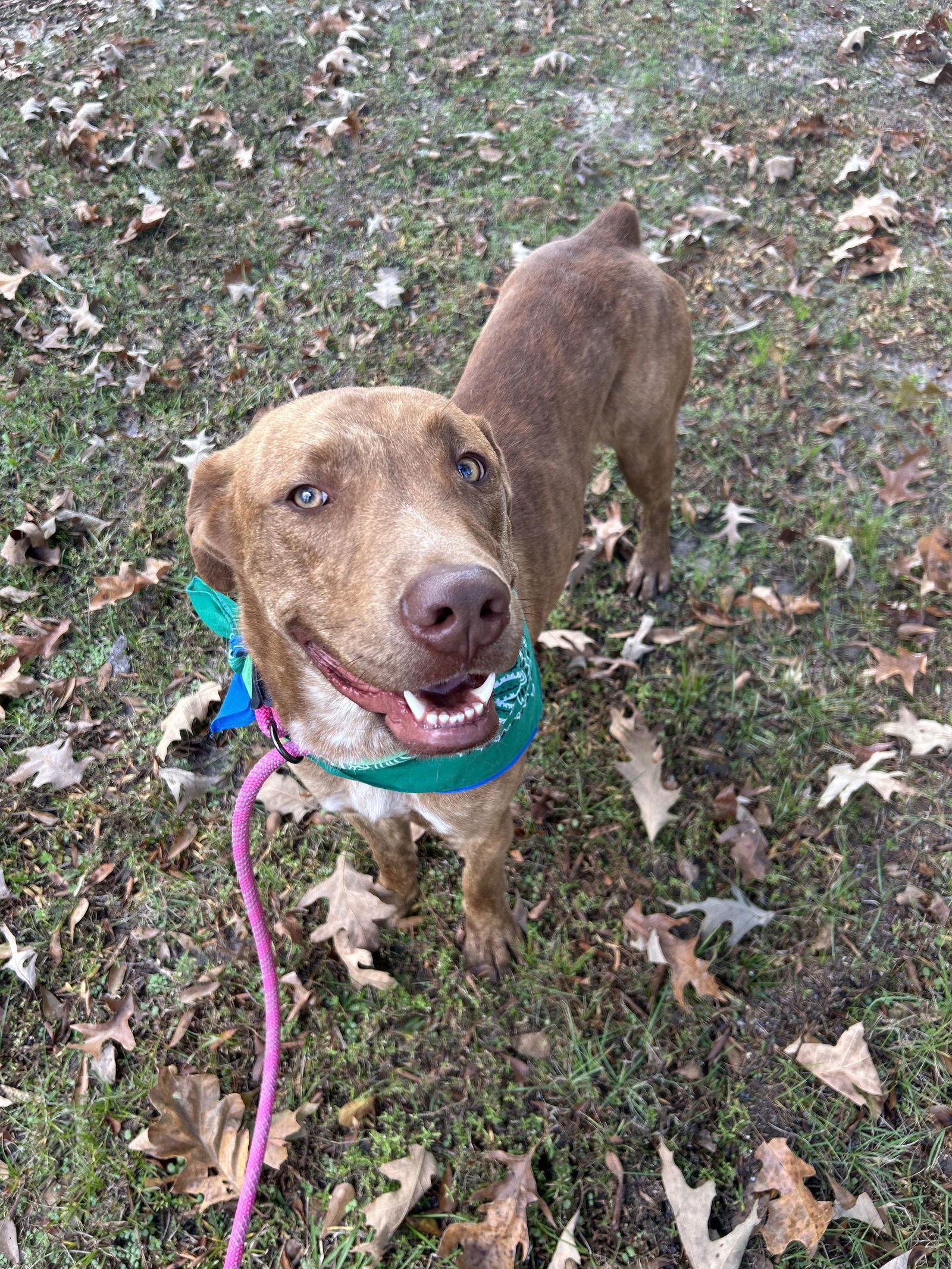 Enlarge Tucker, a Adoptable Labrador Retriever in Monticello, MS image 2/3
