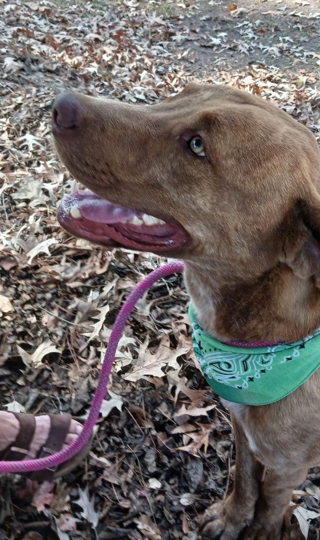 Enlarge Tucker, a Adoptable Labrador Retriever in Monticello, MS image 2/3