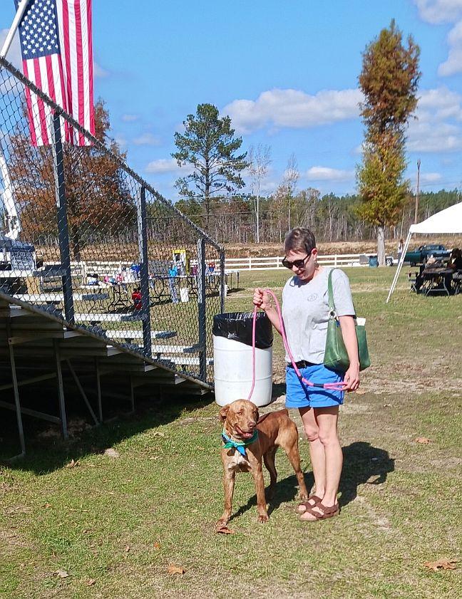 Tucker, Adoptable, Adult Male Labrador Retriever.