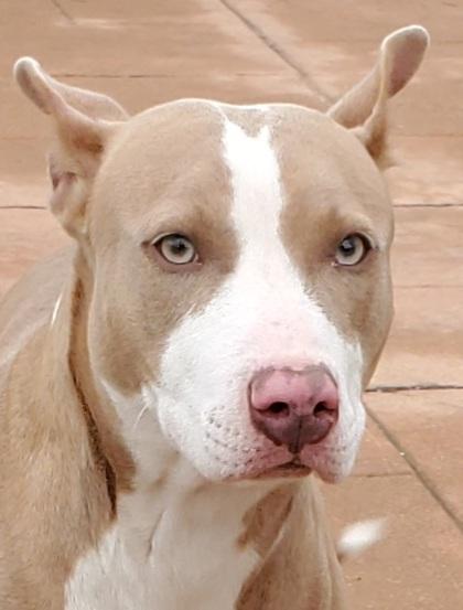 Enlarge Vera, a Adoptable mixed breed in Shreveport, LA image 1/2