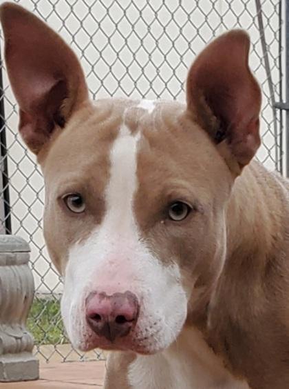 Enlarge Vera, a Adoptable mixed breed in Shreveport, LA image 2/2