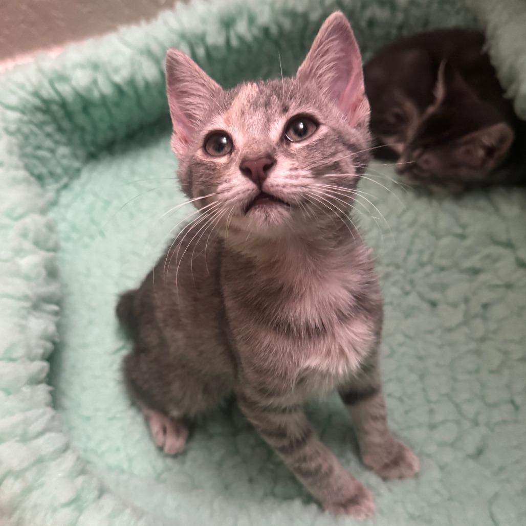 Blossom Roy-AC, Adoptable, Kitten Female Domestic Short Hair.