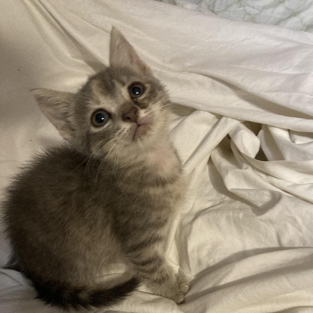 Blossom Roy-AC, a Adoptable Domestic Short Hair in Tallahassee, FL image 3/6