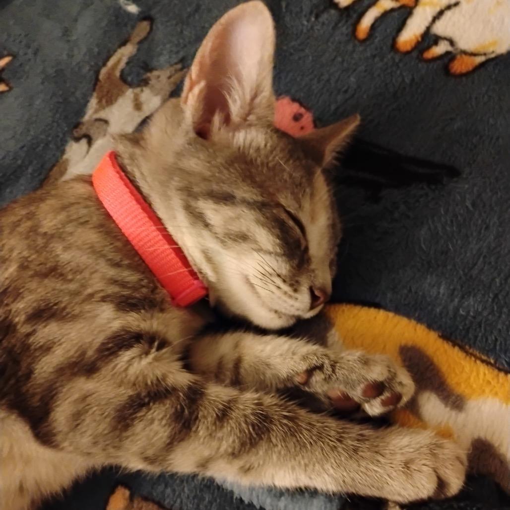 Blossom Roy-AC, a Adoptable Domestic Short Hair in Tallahassee, FL image 5/6