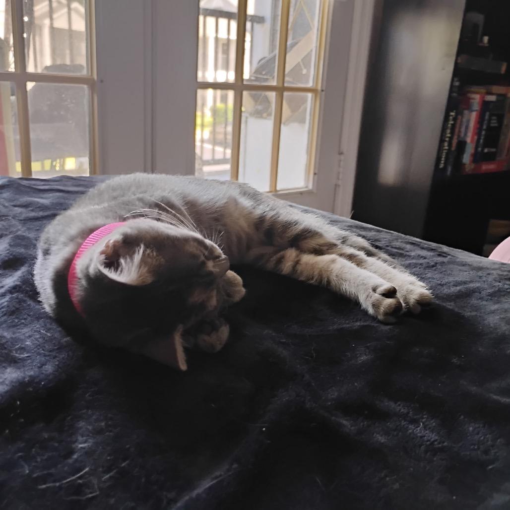 Blossom Roy-AC, a Adoptable Domestic Short Hair in Tallahassee, FL image 6/6
