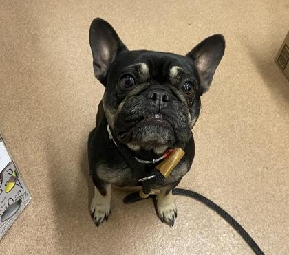 Rita, Adoptable, Adult Female French Bulldog.