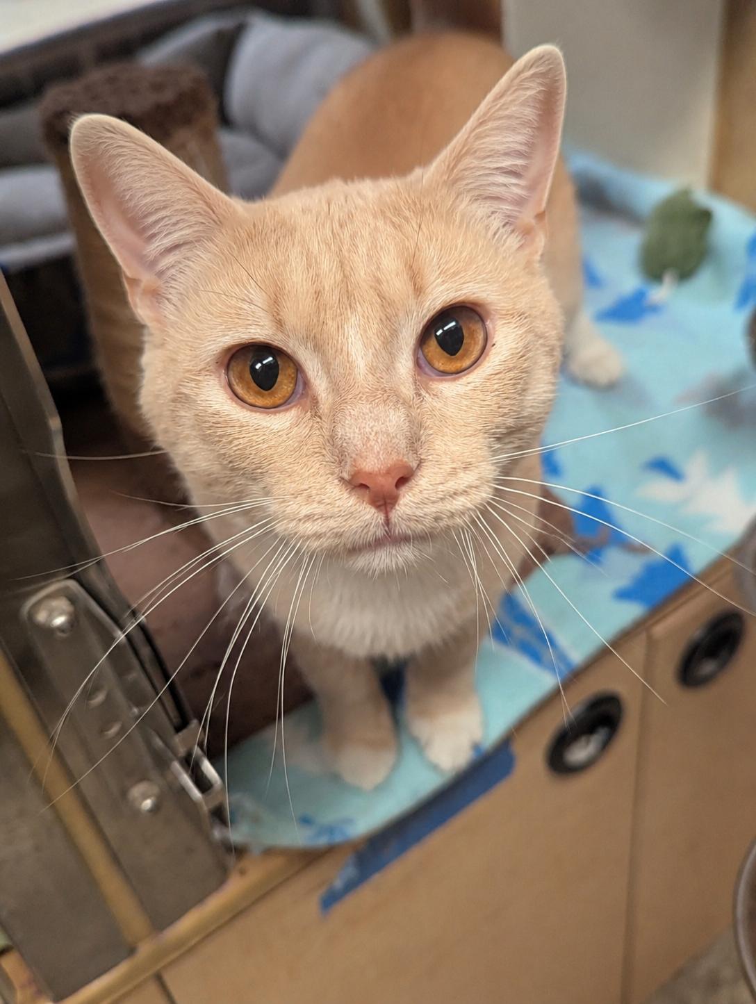 Noodle, Adoptable, Young Male Domestic Short Hair.