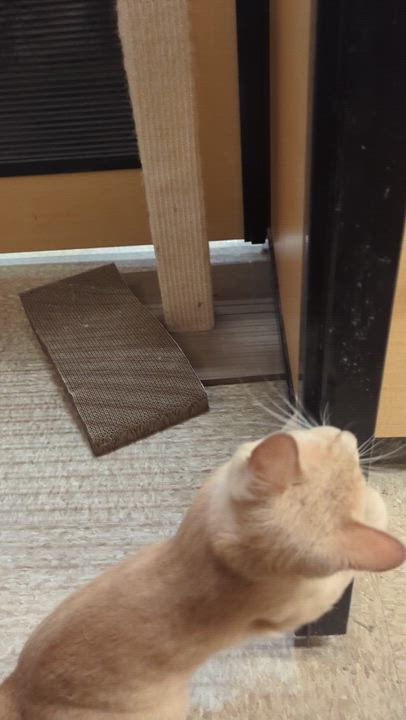 Enlarge Noodle, a Adoptable Domestic Short Hair in PHILADELPHIA, PA video 2/2