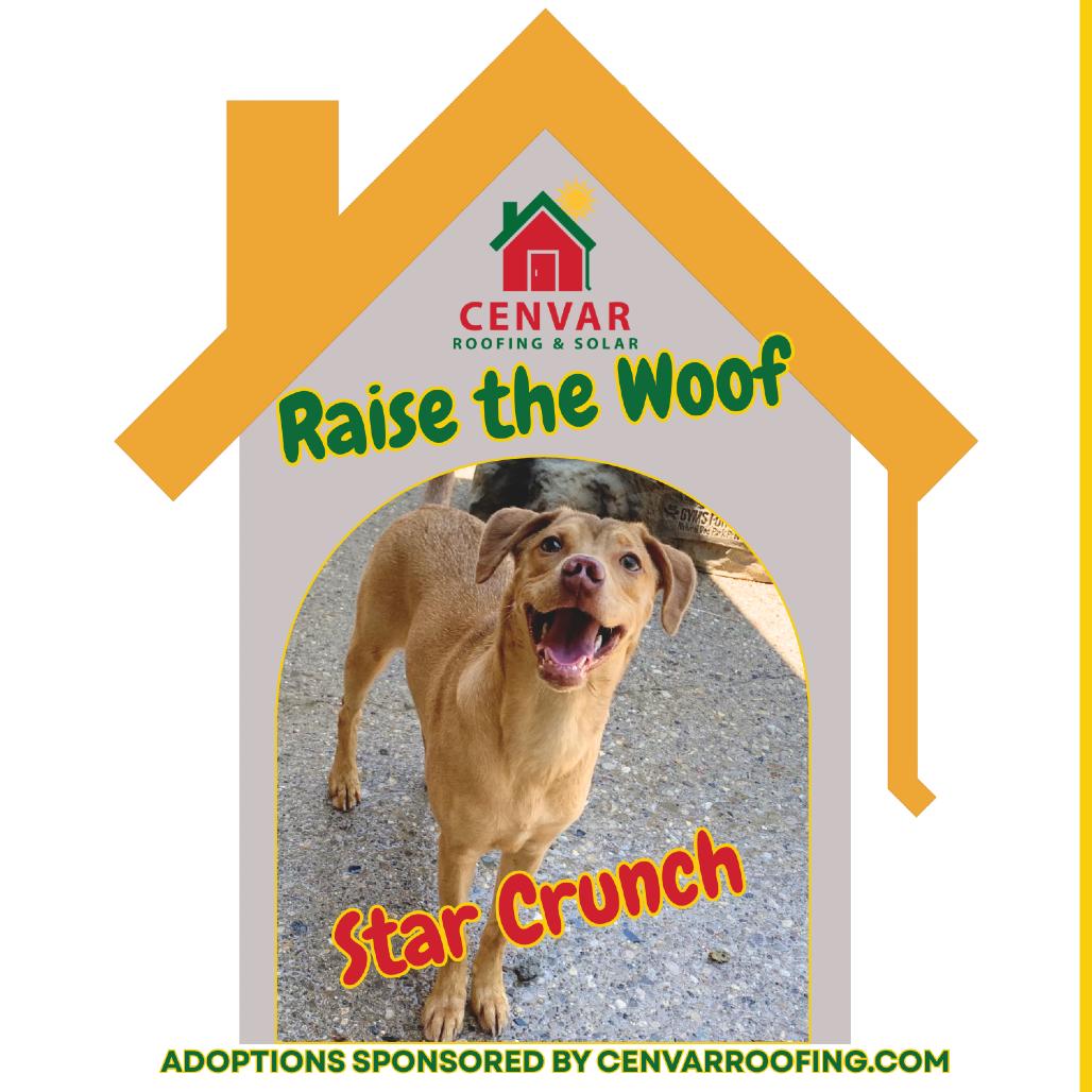 Star Crunch, Adoptable, Young Female Mixed Breed.