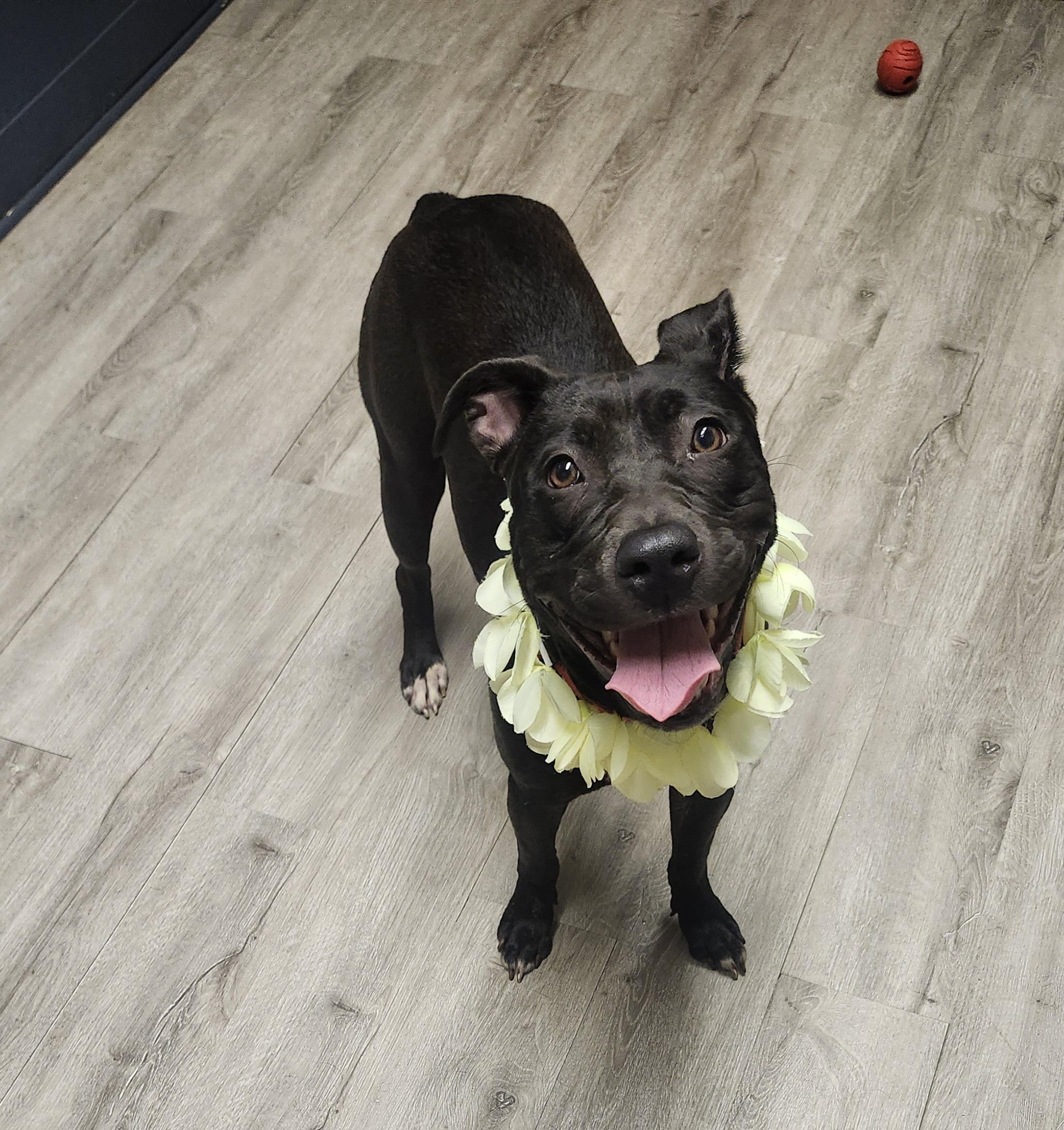 Locket, adoptable, Young Female Pit Bull Terrier.