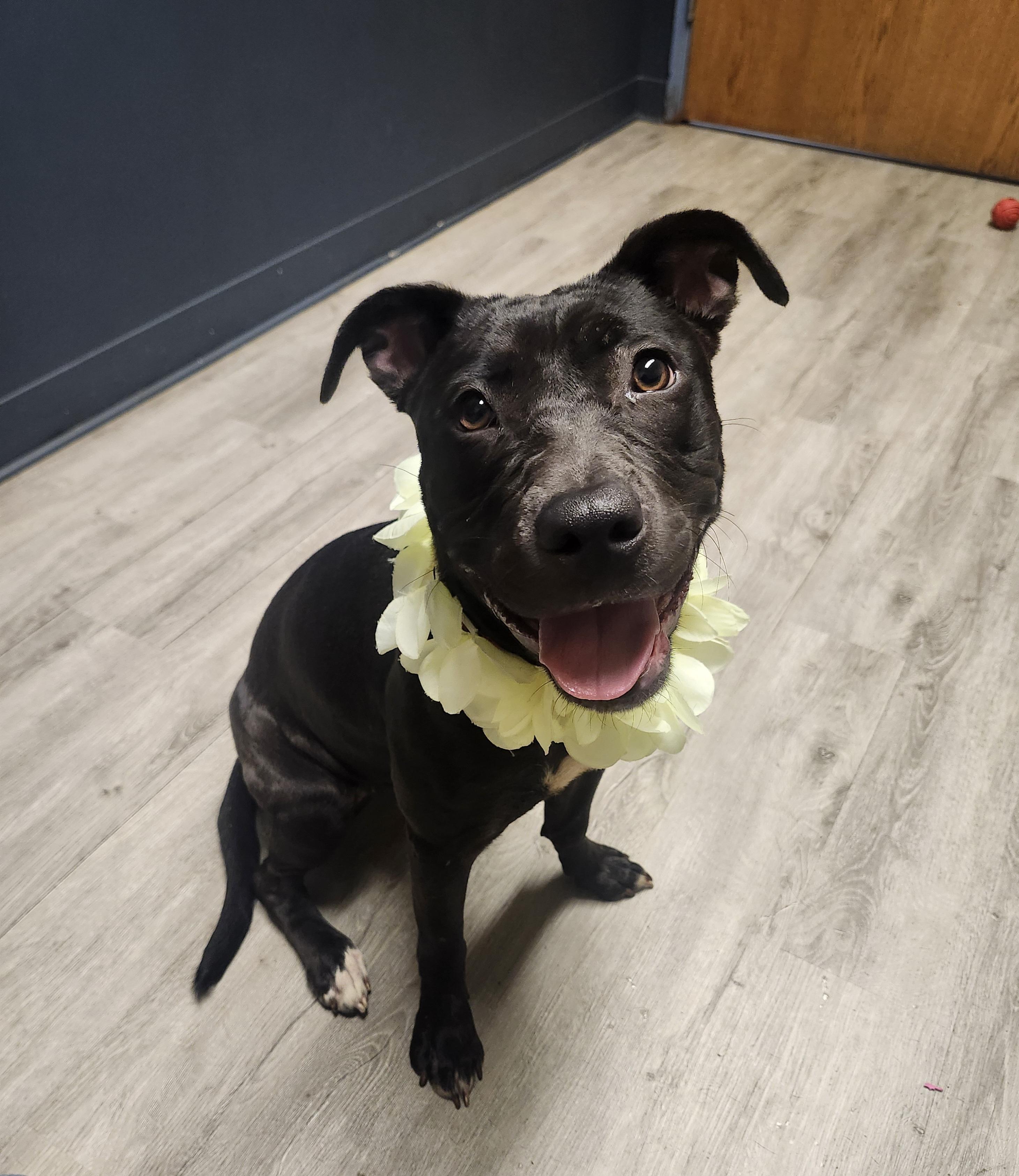 Locket, adoptable, Young Female Pit Bull Terrier.