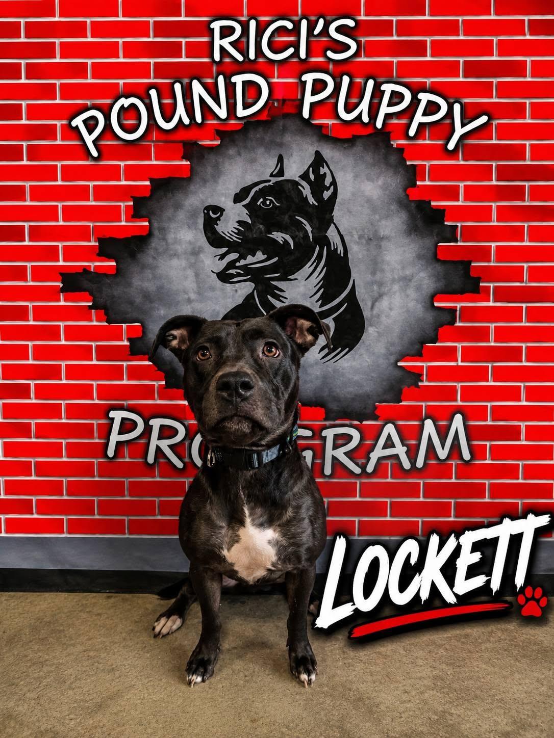 Locket (PRISON PROGRAM), an adoptable mixed breed in Mansfield, OH image 1/3