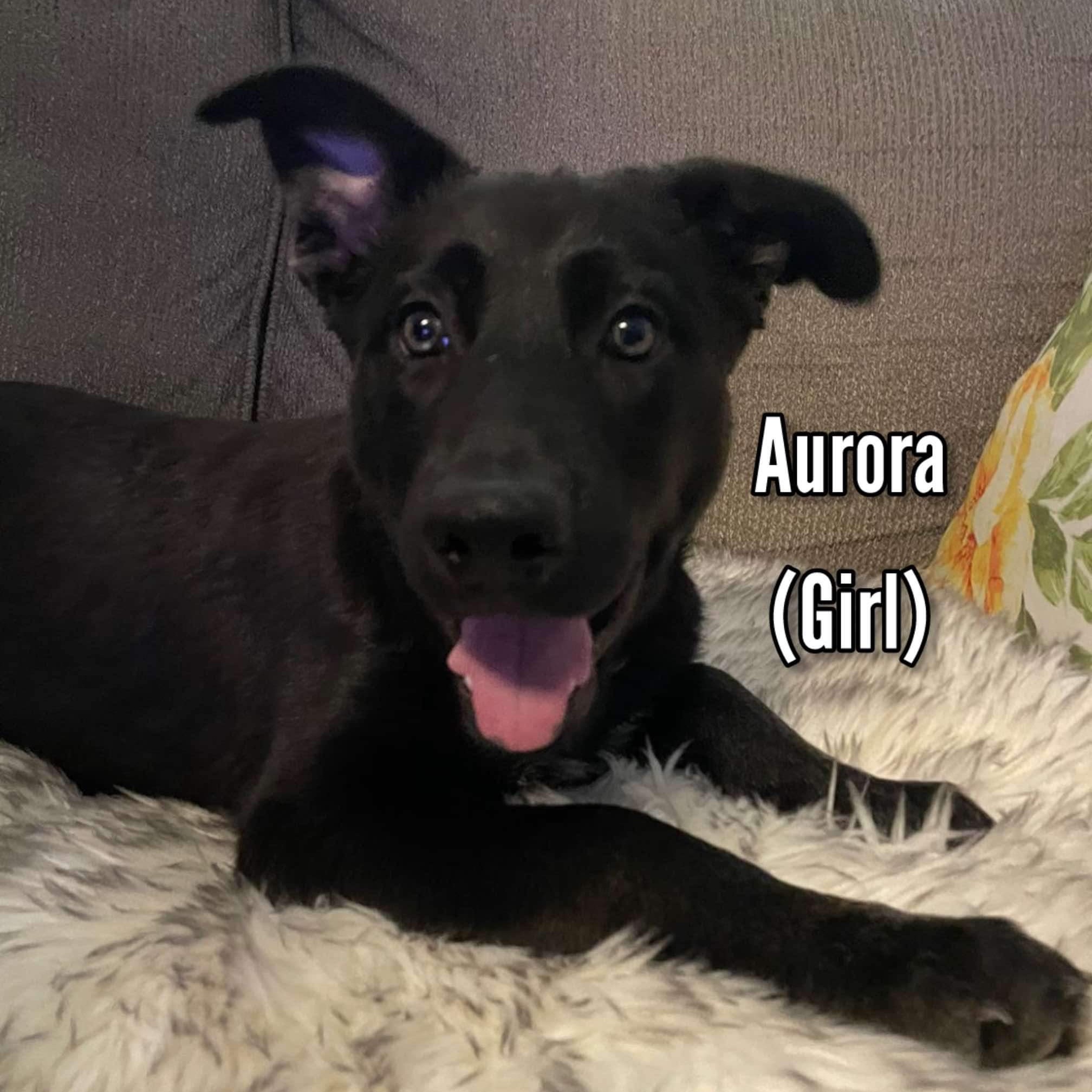 Aurora
