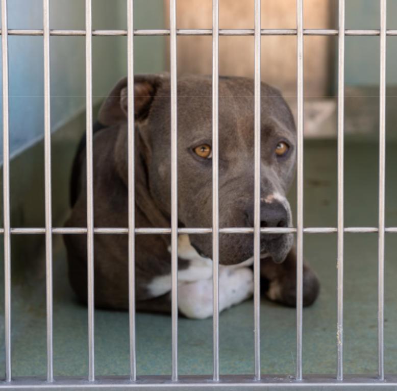 JUNO, Adoptable, Adult Female Pit Bull Terrier.