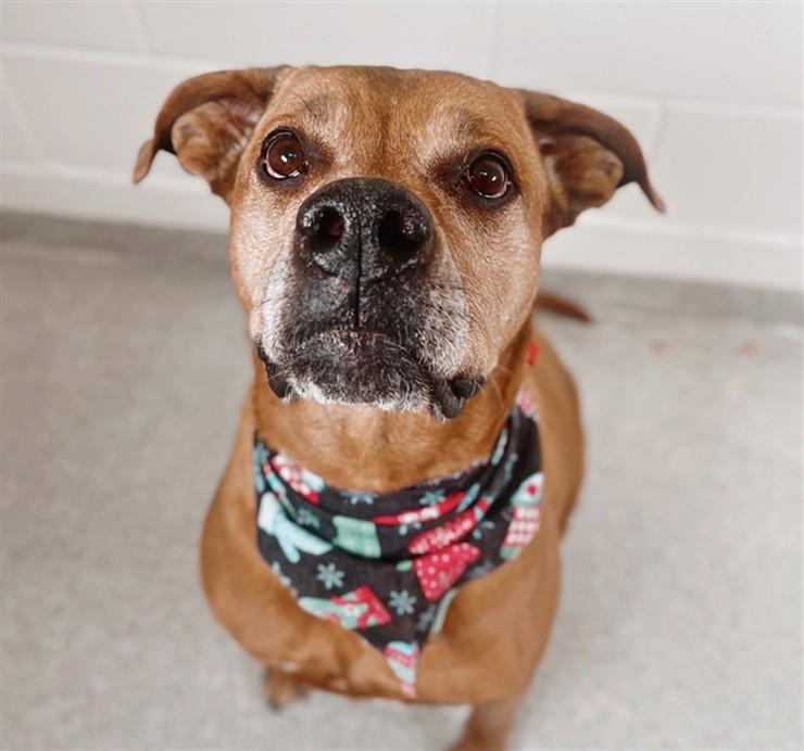 Enlarge DAISY, a Adoptable mixed breed in Loveland, CO image 1/1