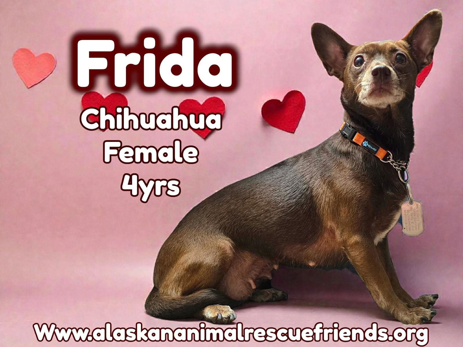 Frida, Adoptable, Adult Female Chihuahua.