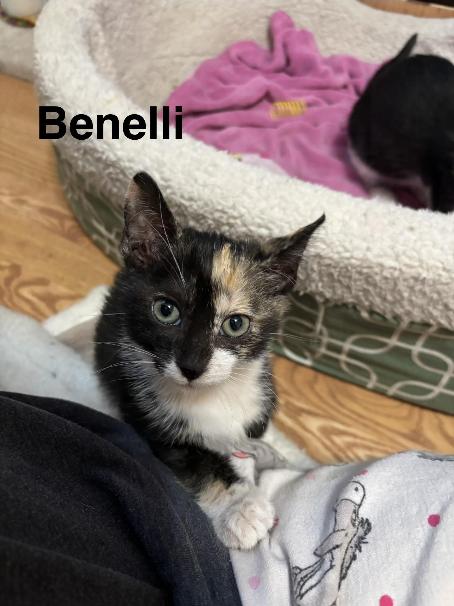 Benelli , ADOPTABLE, Kitten Female Tortoiseshell.