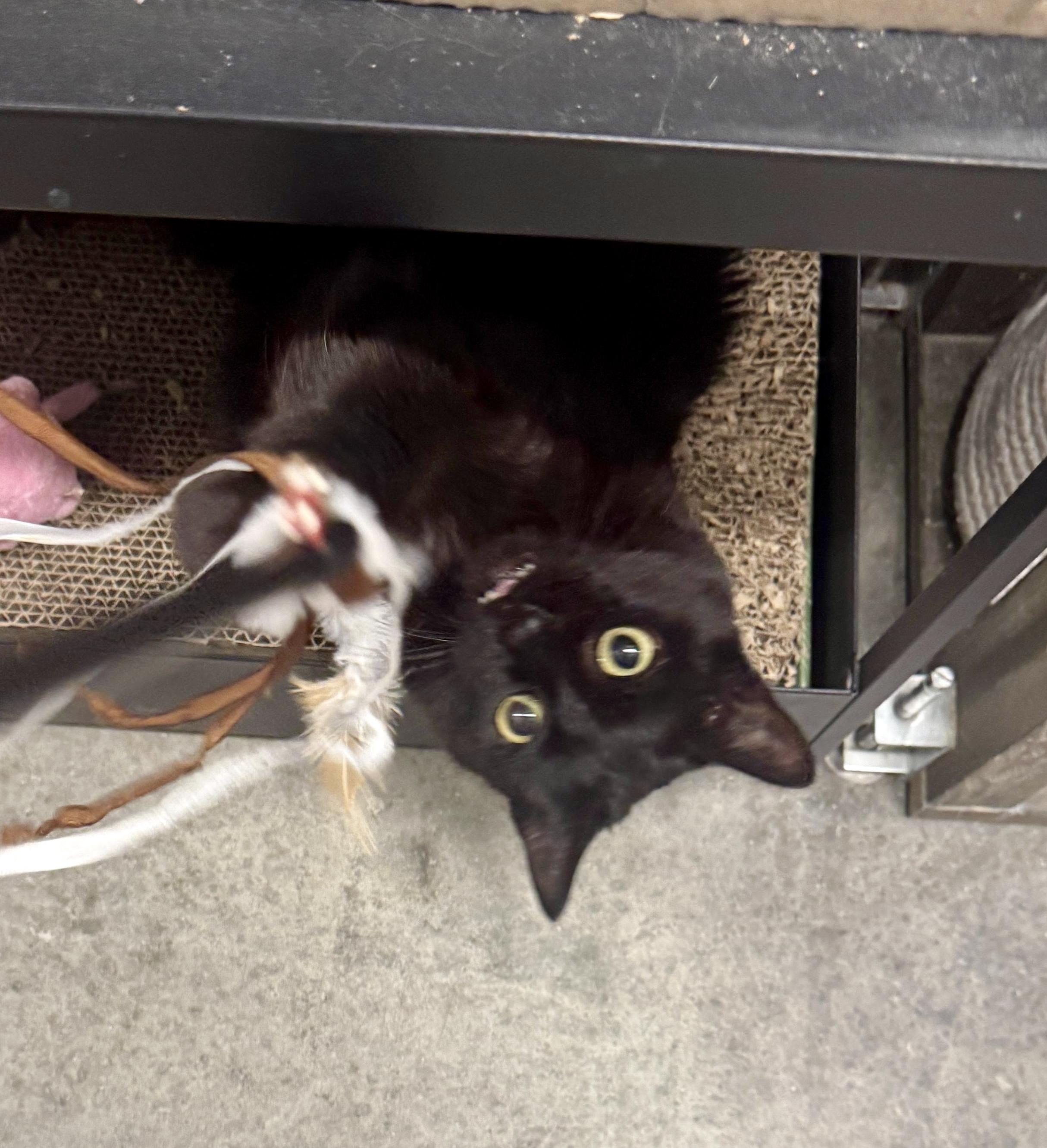 Eddie - cat available for adoption at The Ark of San Juan