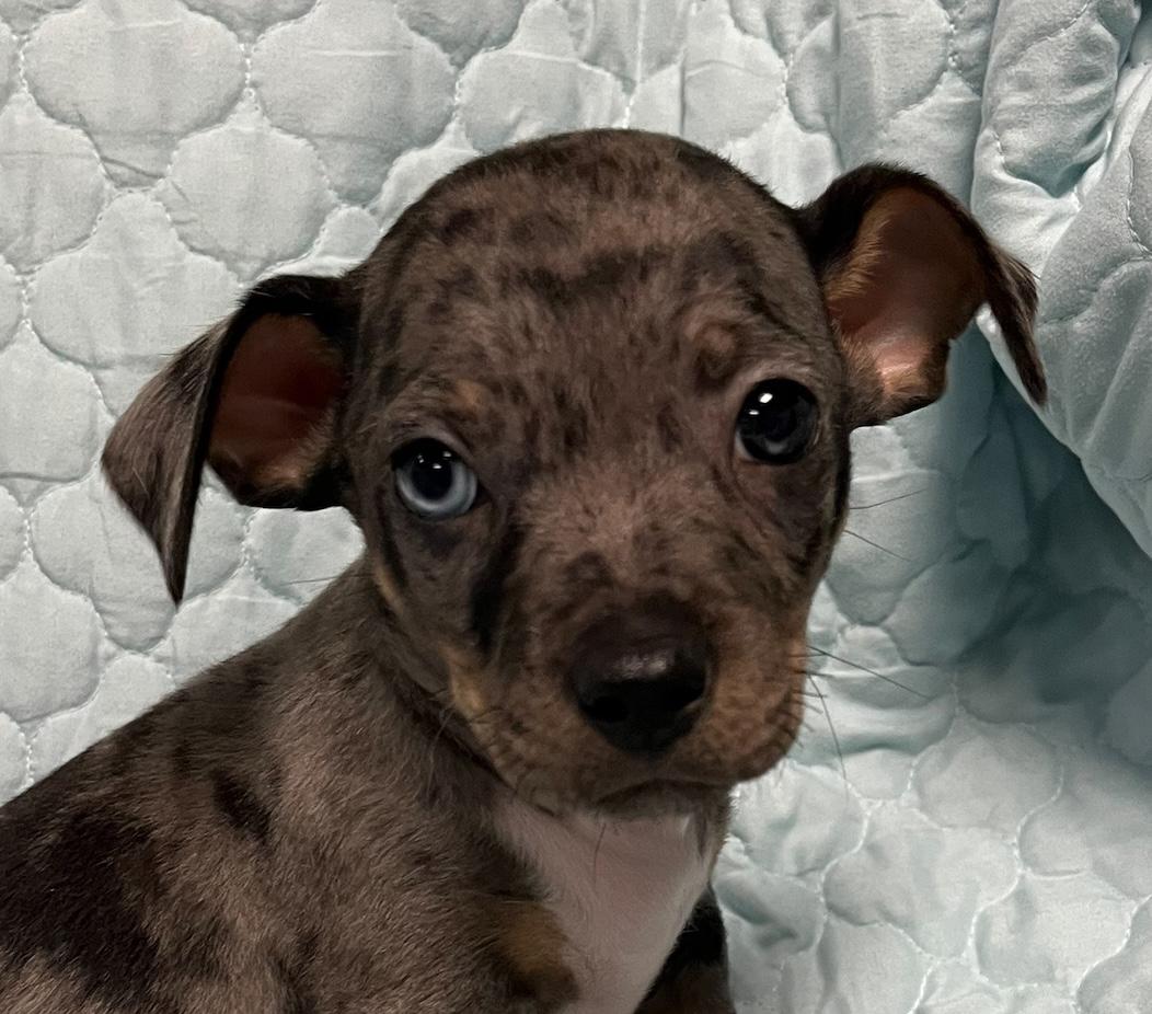 Darrow Dachshund Dog