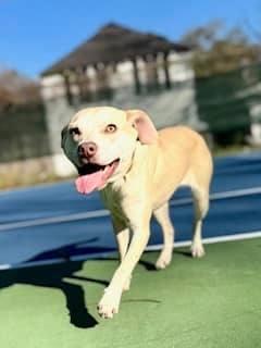 Lyla (20250224-07) — thumbnail 2