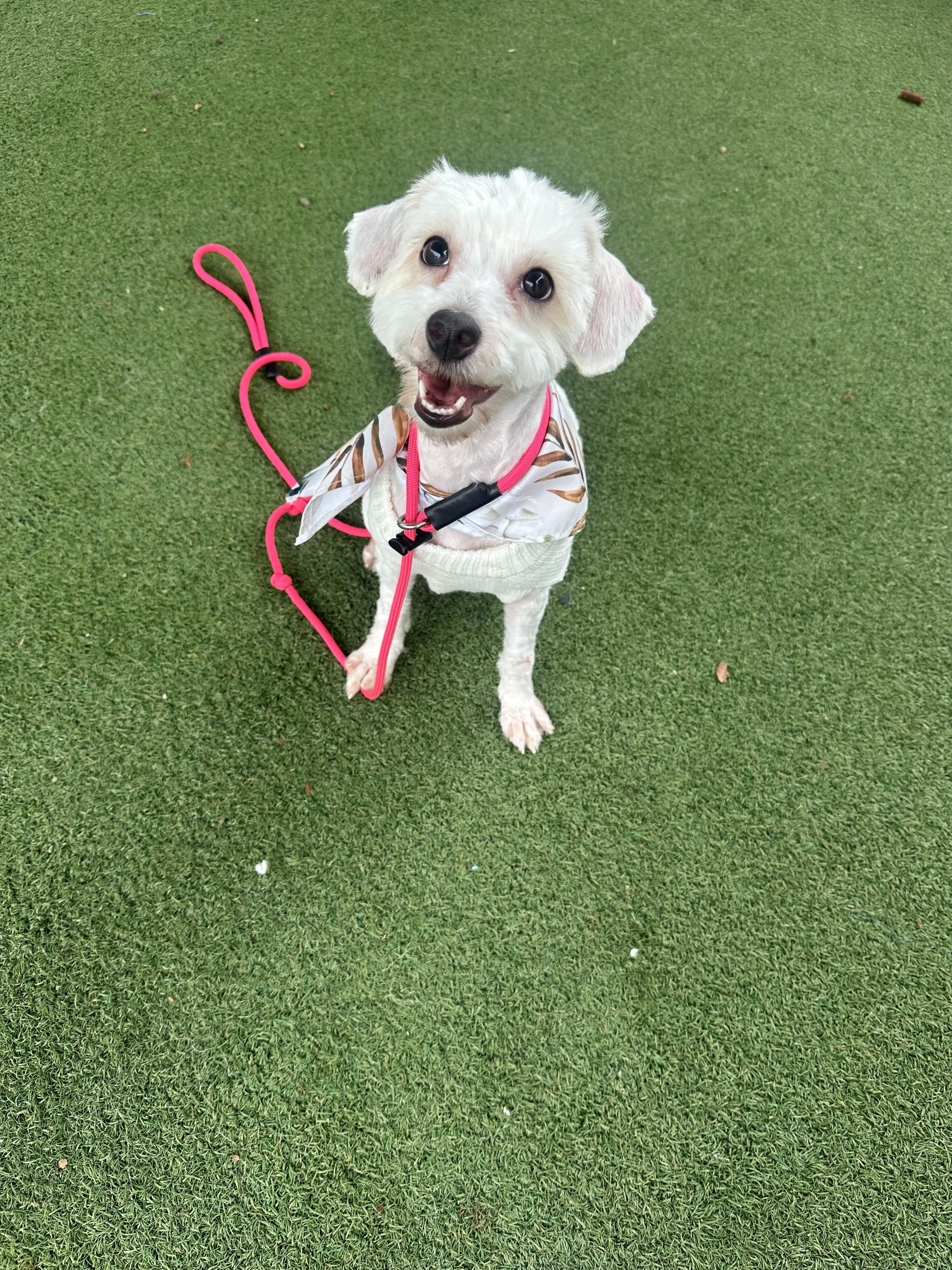 Dior, a Adoptable Maltipoo in Los Angeles, CA image 1/4