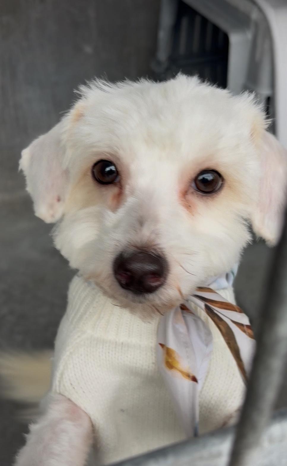 Dior, a Adoptable Maltipoo in Los Angeles, CA image 2/4