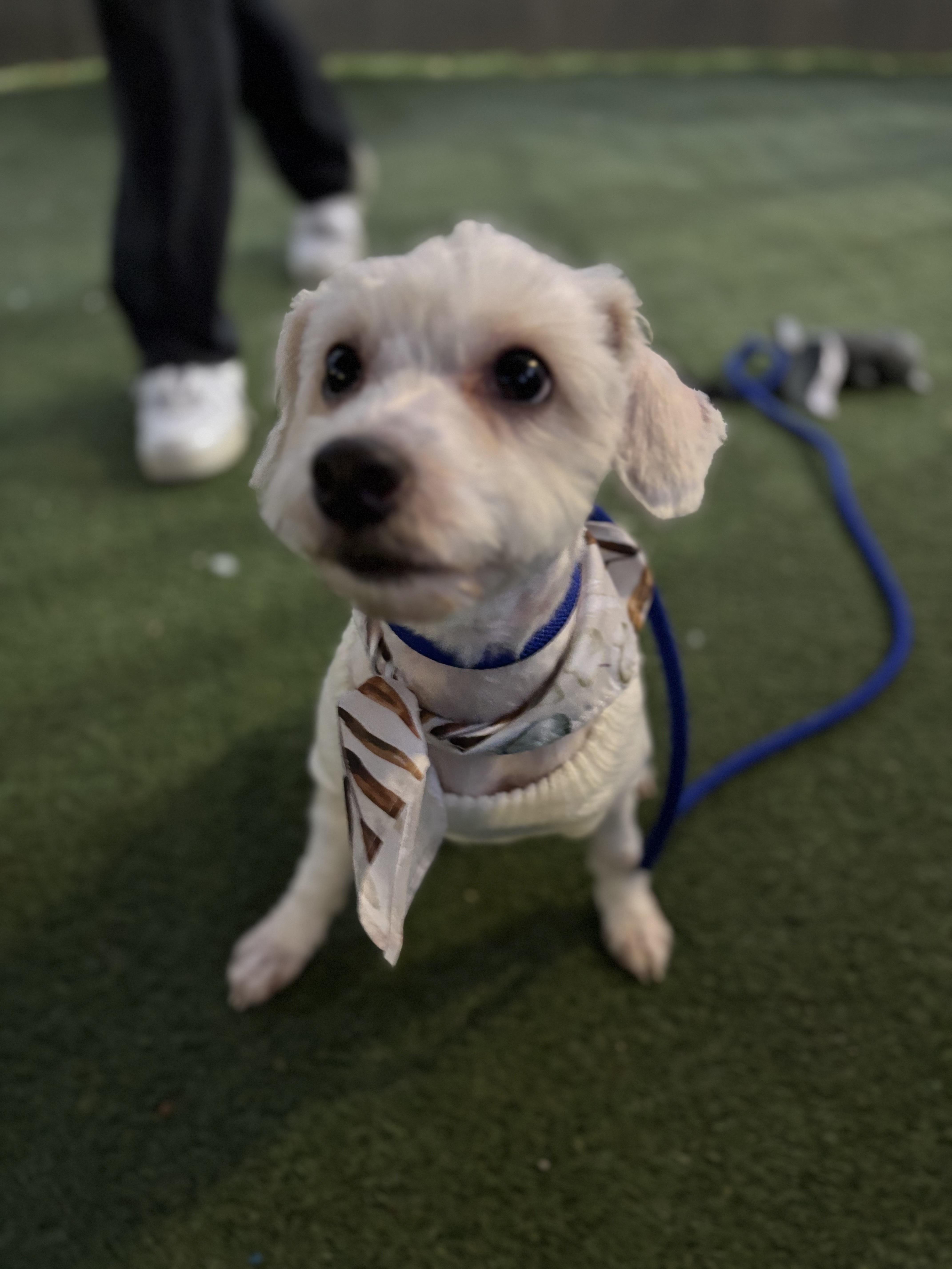 Dior, a Adoptable Maltipoo in Los Angeles, CA image 4/4