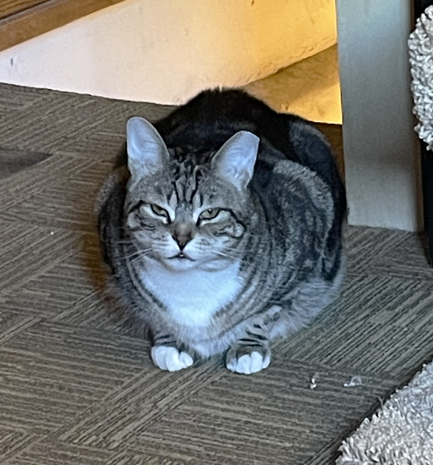 Melvin, a Adoptable Domestic Short Hair in Philadelphia, PA image 3/5