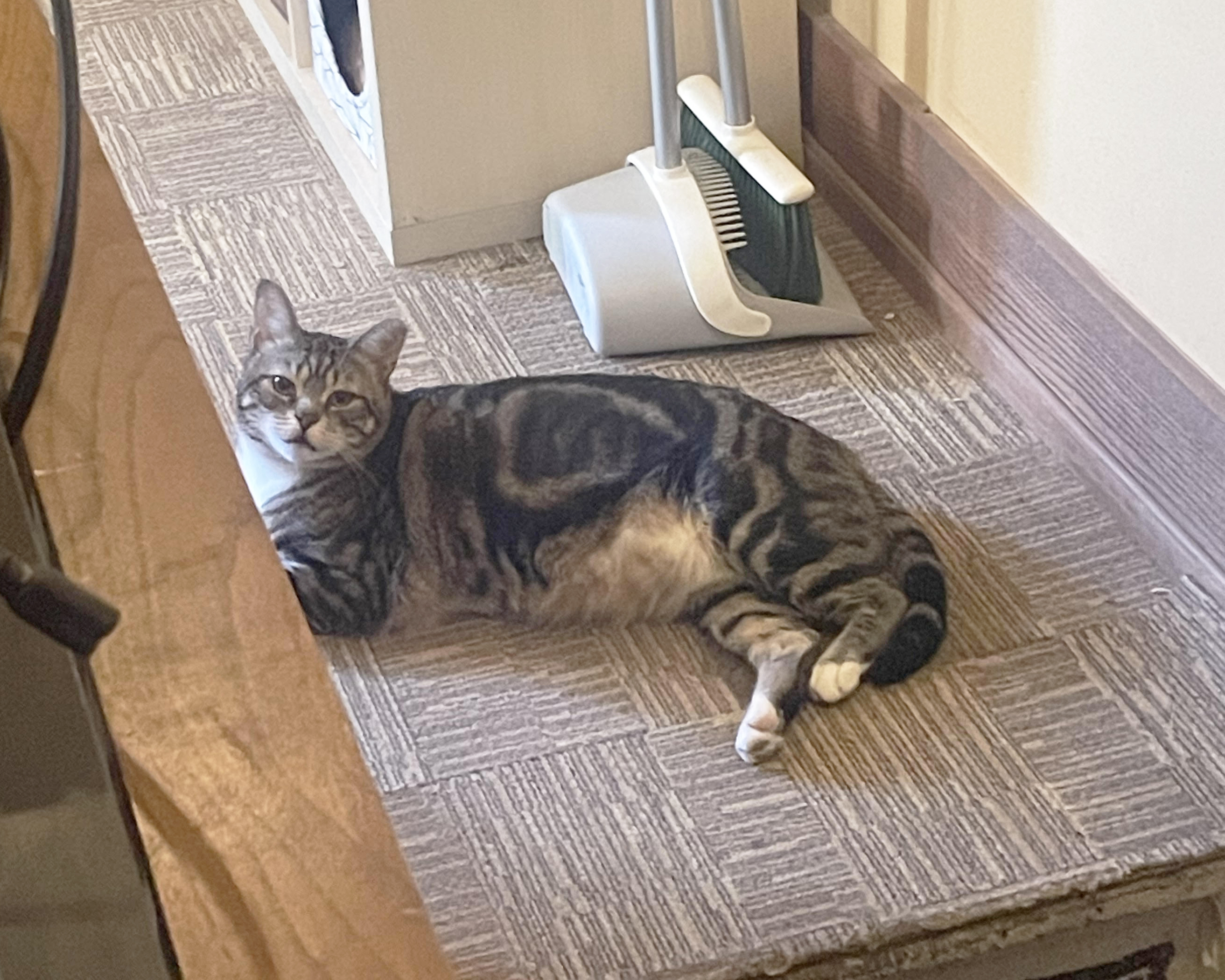 Melvin, a Adoptable Domestic Short Hair in Philadelphia, PA image 5/5