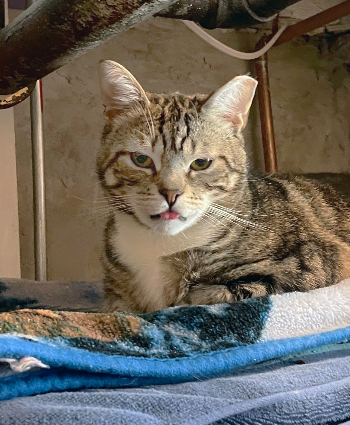 Melvin, a Adoptable Domestic Short Hair in Philadelphia, PA image 4/5