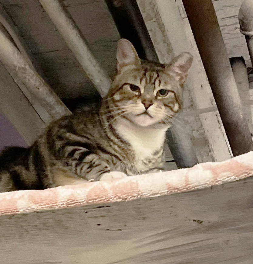 Melvin, a Adoptable Domestic Short Hair in Philadelphia, PA image 2/5