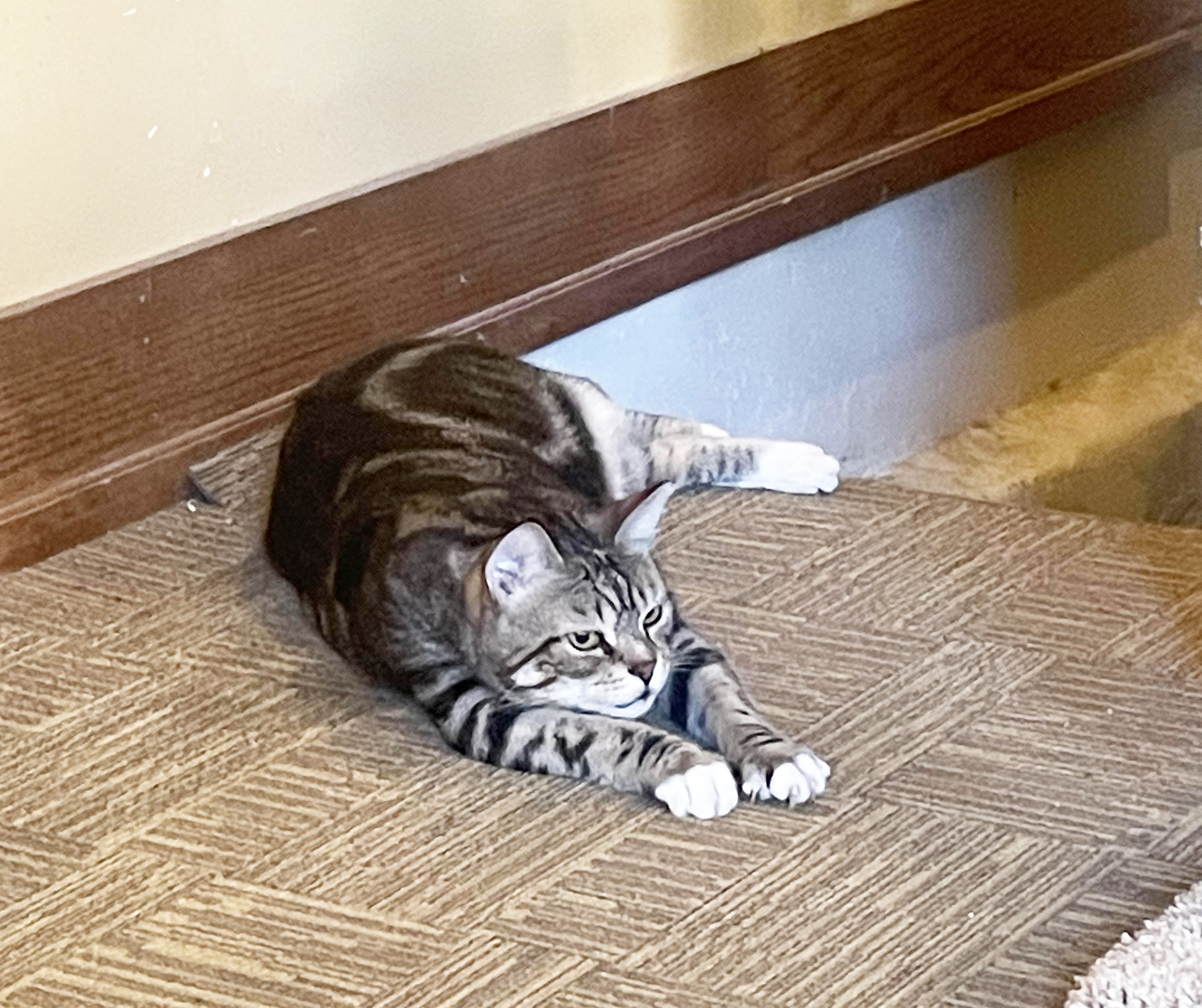 Melvin, Adoptable, Adult Male Domestic Short Hair.