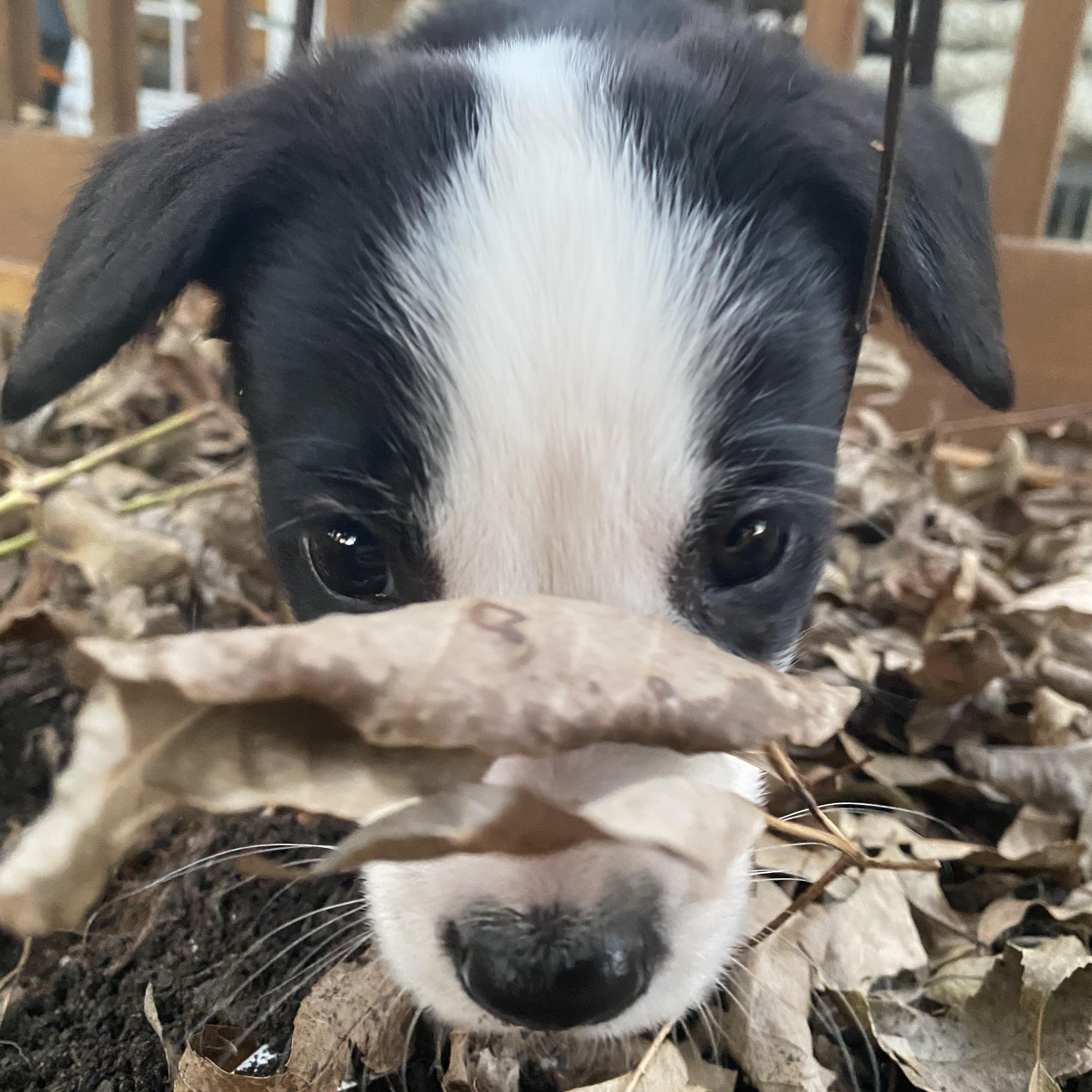 Enlarge Luigi, a Adoptable Mixed Breed in Charlotte, NC image 3/4