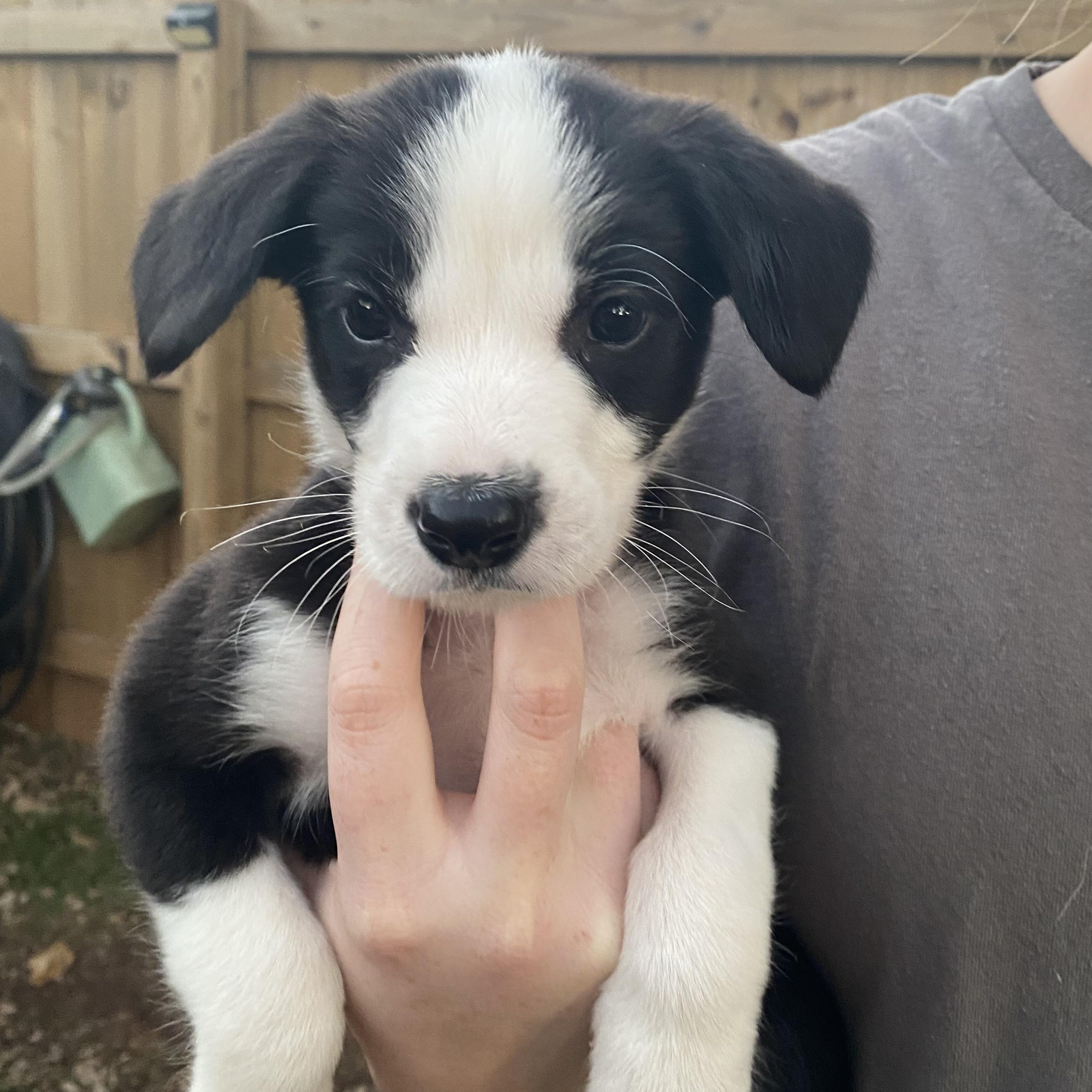 Luigi, Adoptable, Puppy Male Mixed Breed.